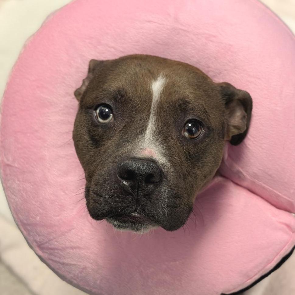 Enlarge Lavaboy, a Adoptable Mixed Breed in Washington Township, OH image 2/3