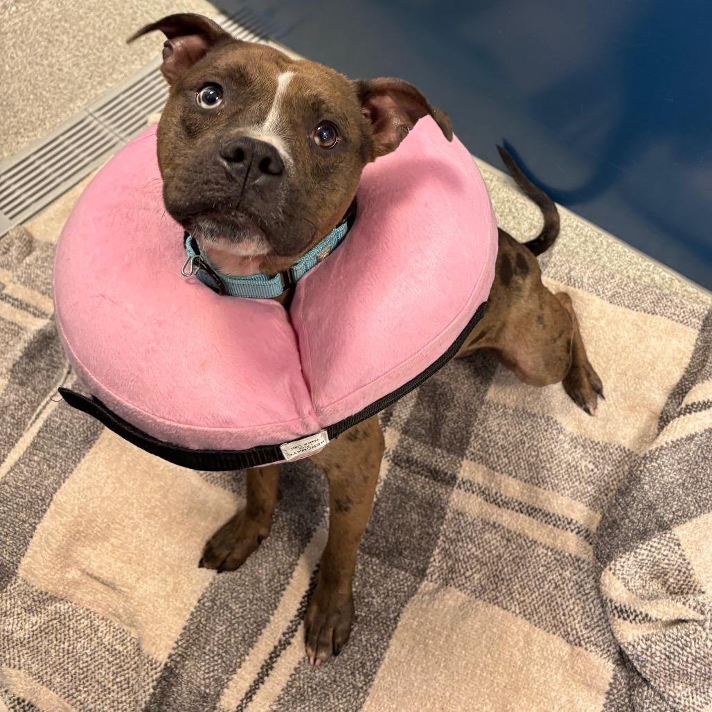 Enlarge Lavaboy, a Adoptable Mixed Breed in Washington Township, OH image 3/3