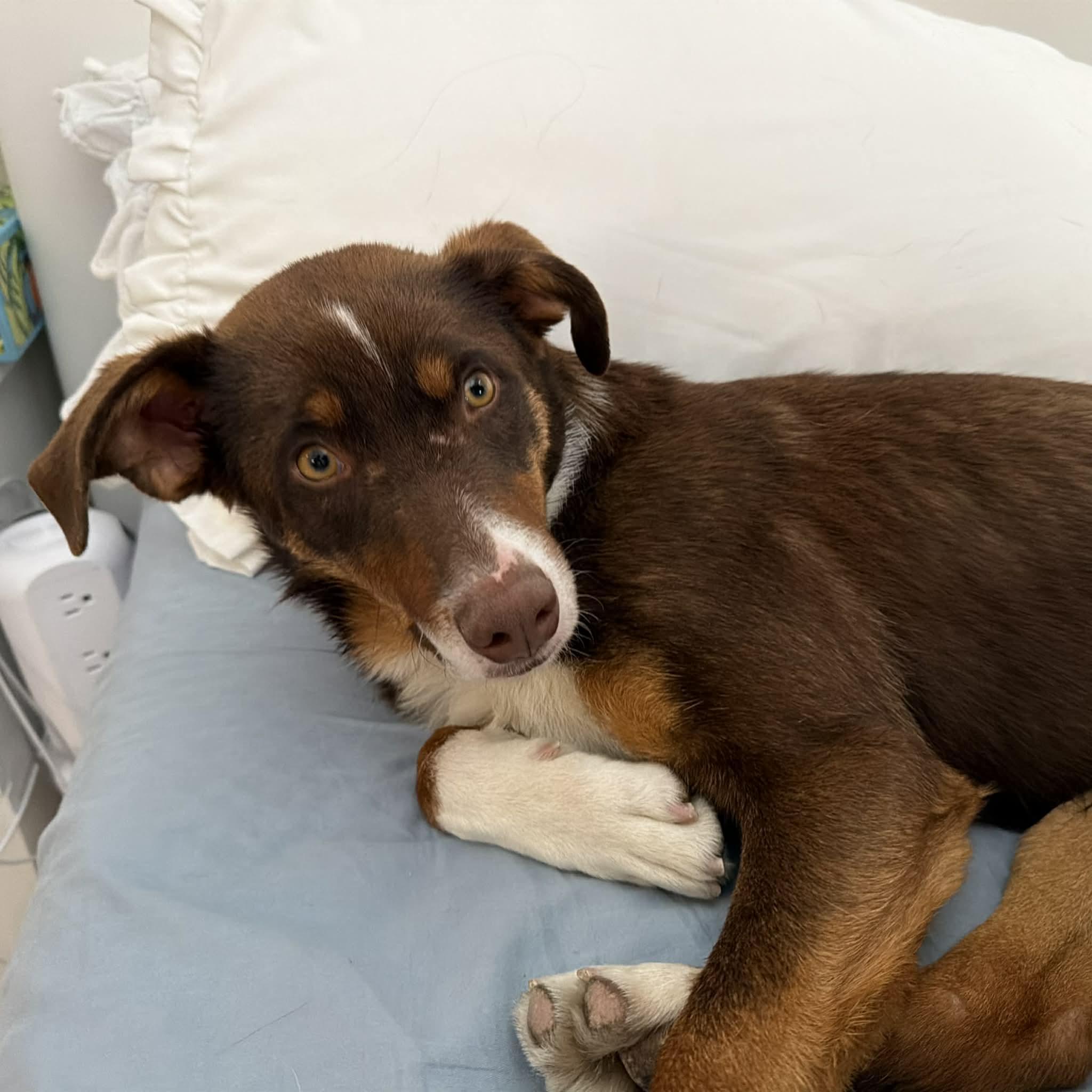 Enlarge Scout, a ADOPTABLE Australian Shepherd in Boulder, CO image 6/6