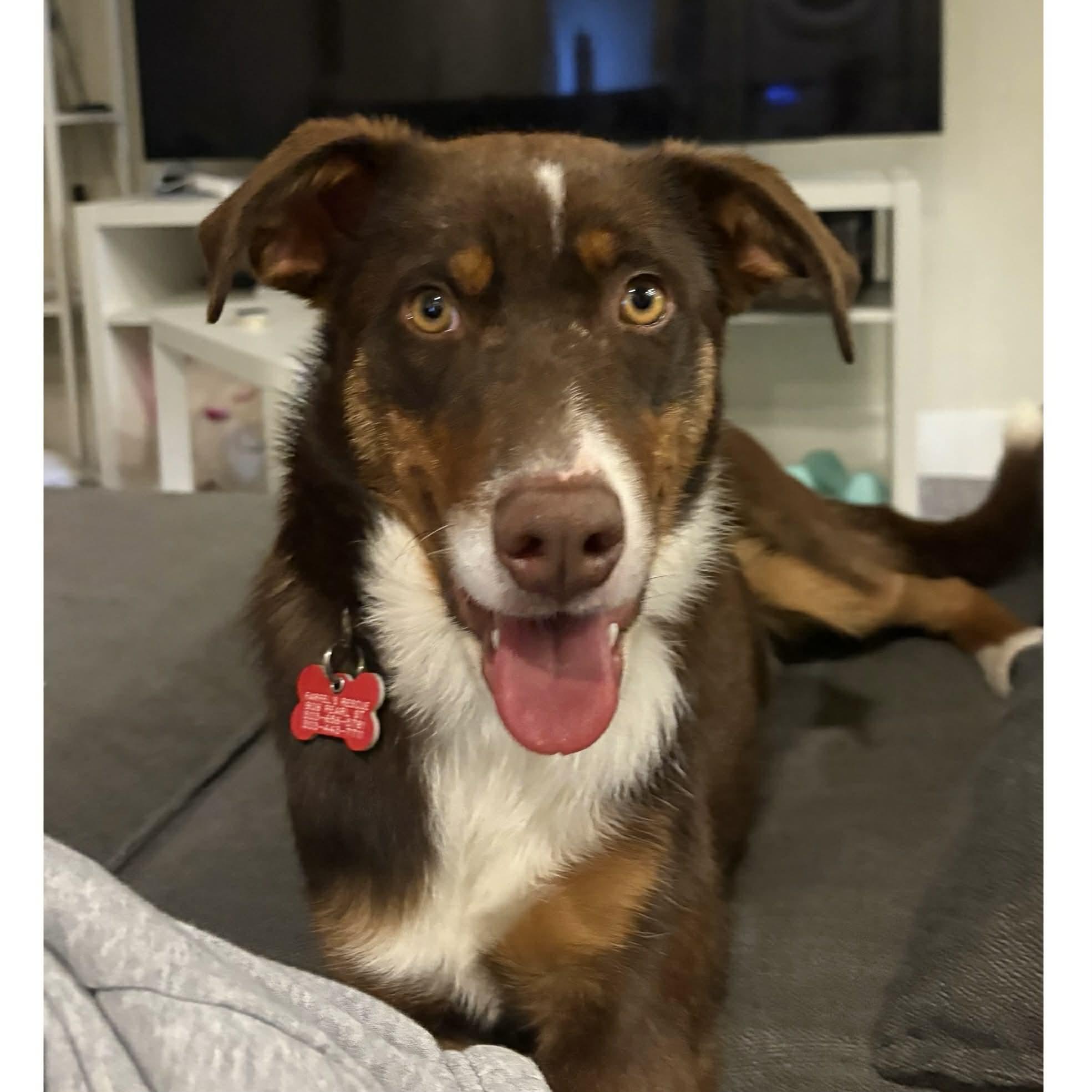 Scout, ADOPTABLE, Young Male Australian Shepherd.