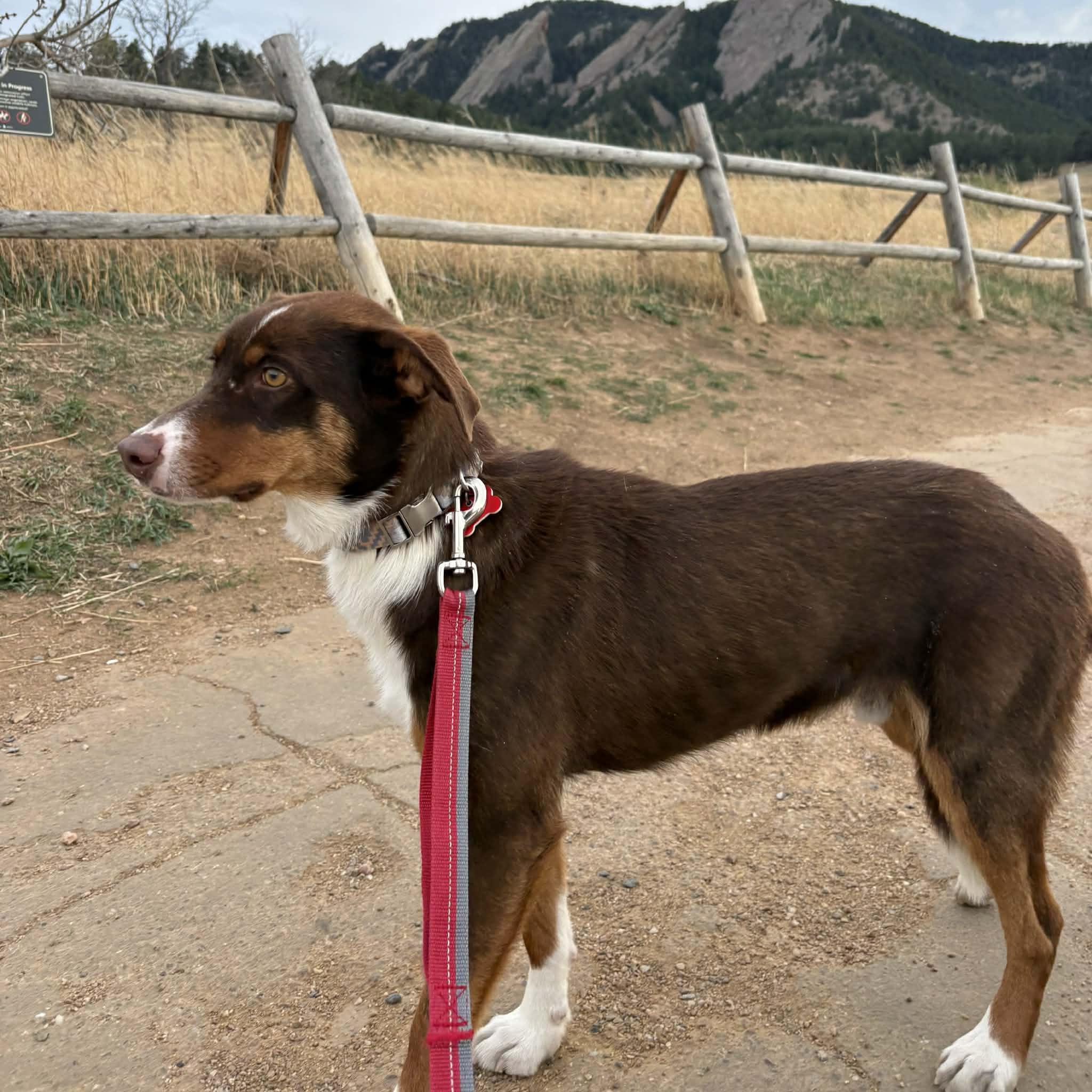 Enlarge Scout, a ADOPTABLE Australian Shepherd in Boulder, CO image 4/6