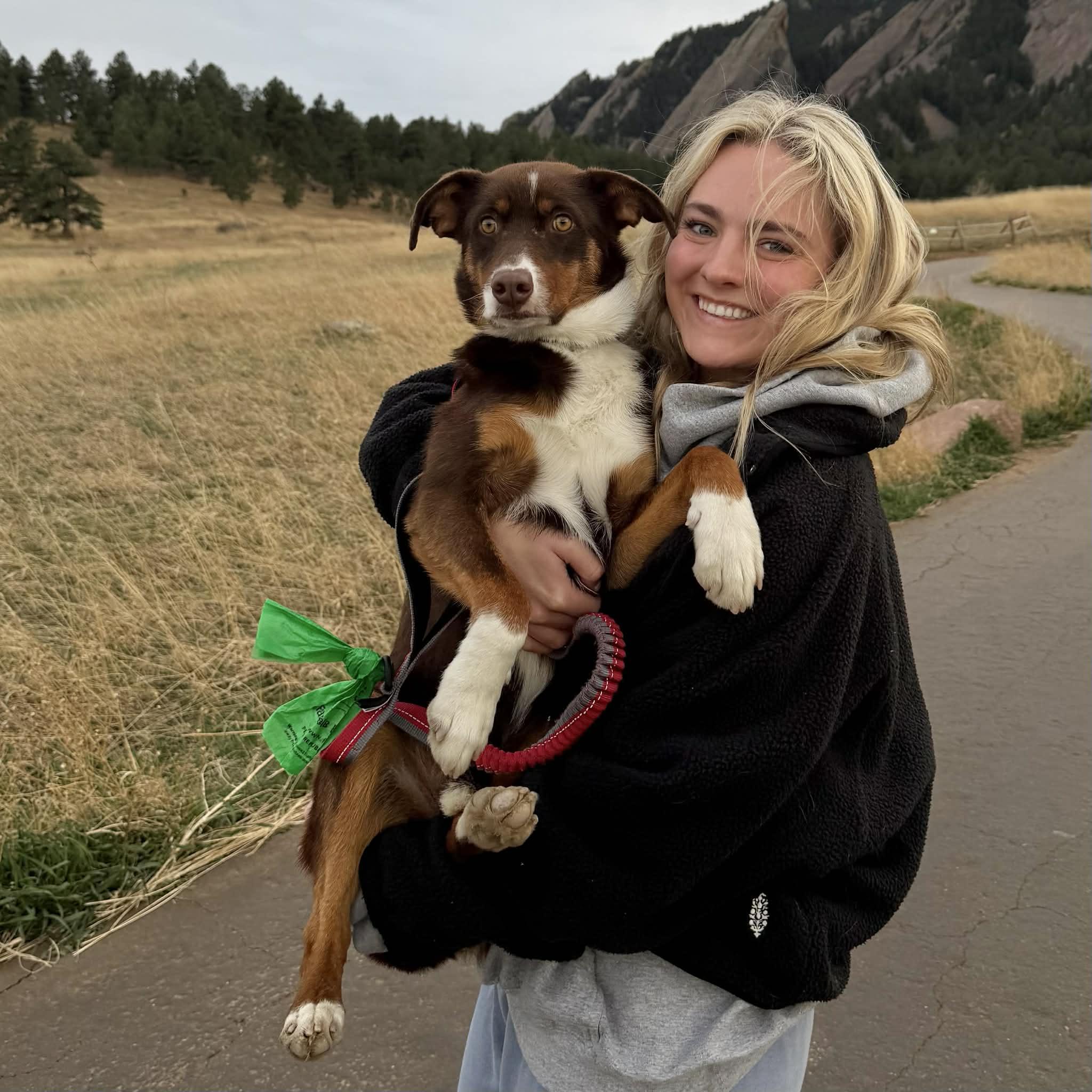 Enlarge Scout, a ADOPTABLE Australian Shepherd in Boulder, CO image 5/6