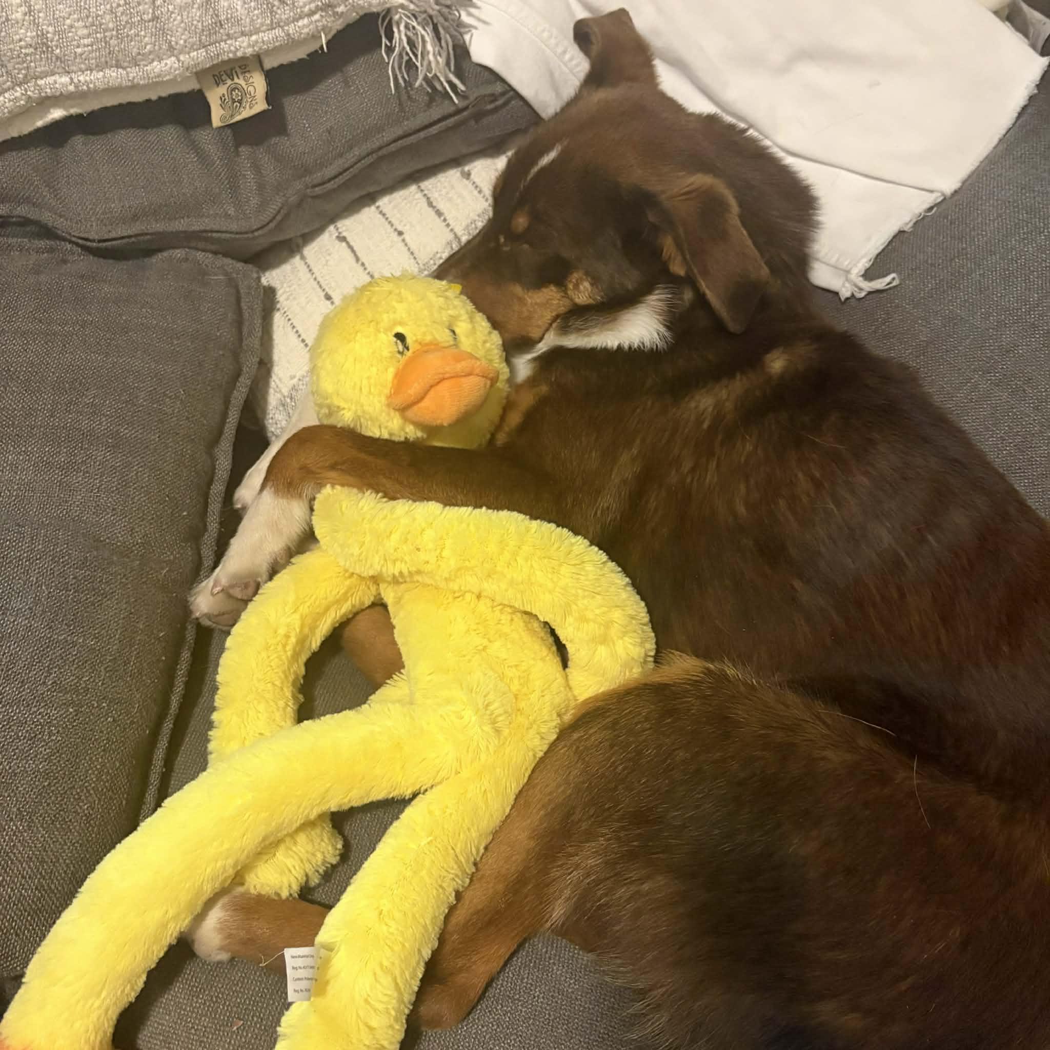 Enlarge Scout, a ADOPTABLE Australian Shepherd in Boulder, CO image 3/6