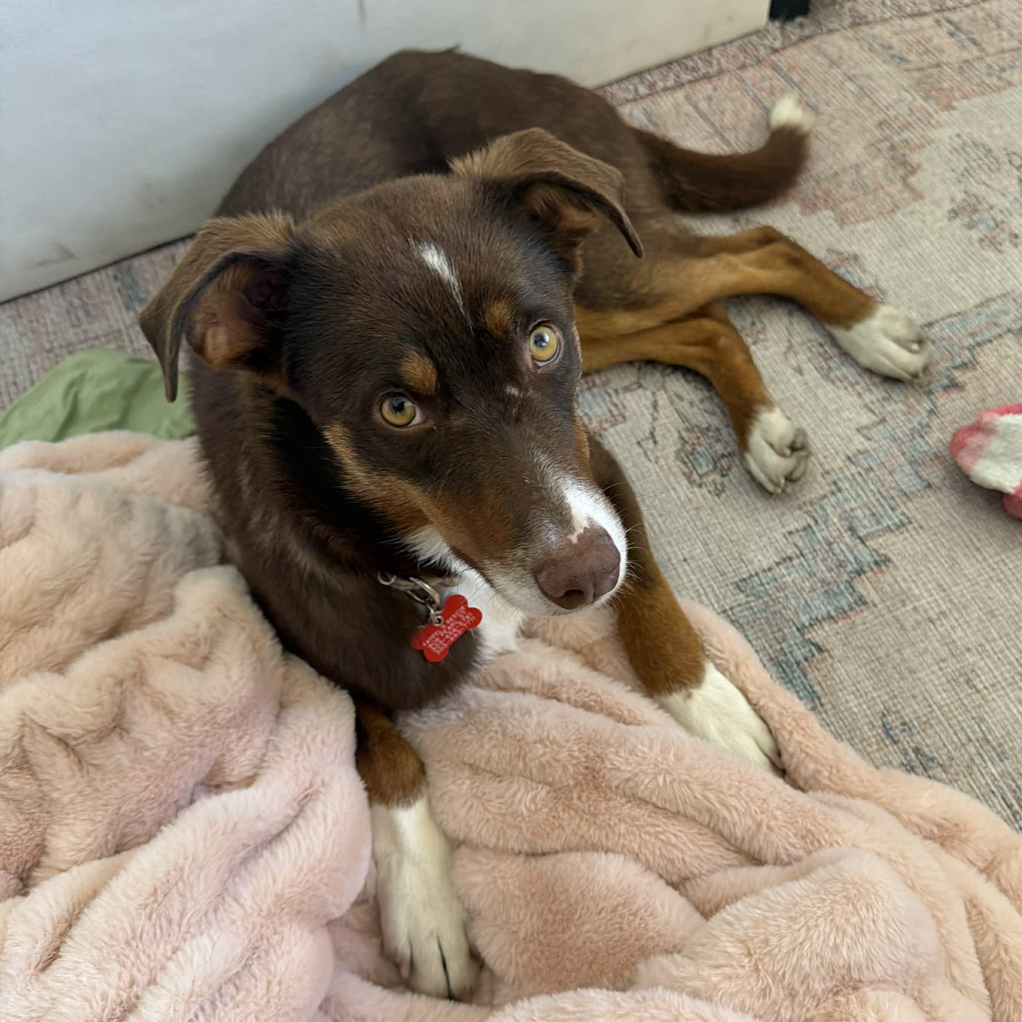 Enlarge Scout, a ADOPTABLE Australian Shepherd in Boulder, CO image 2/6