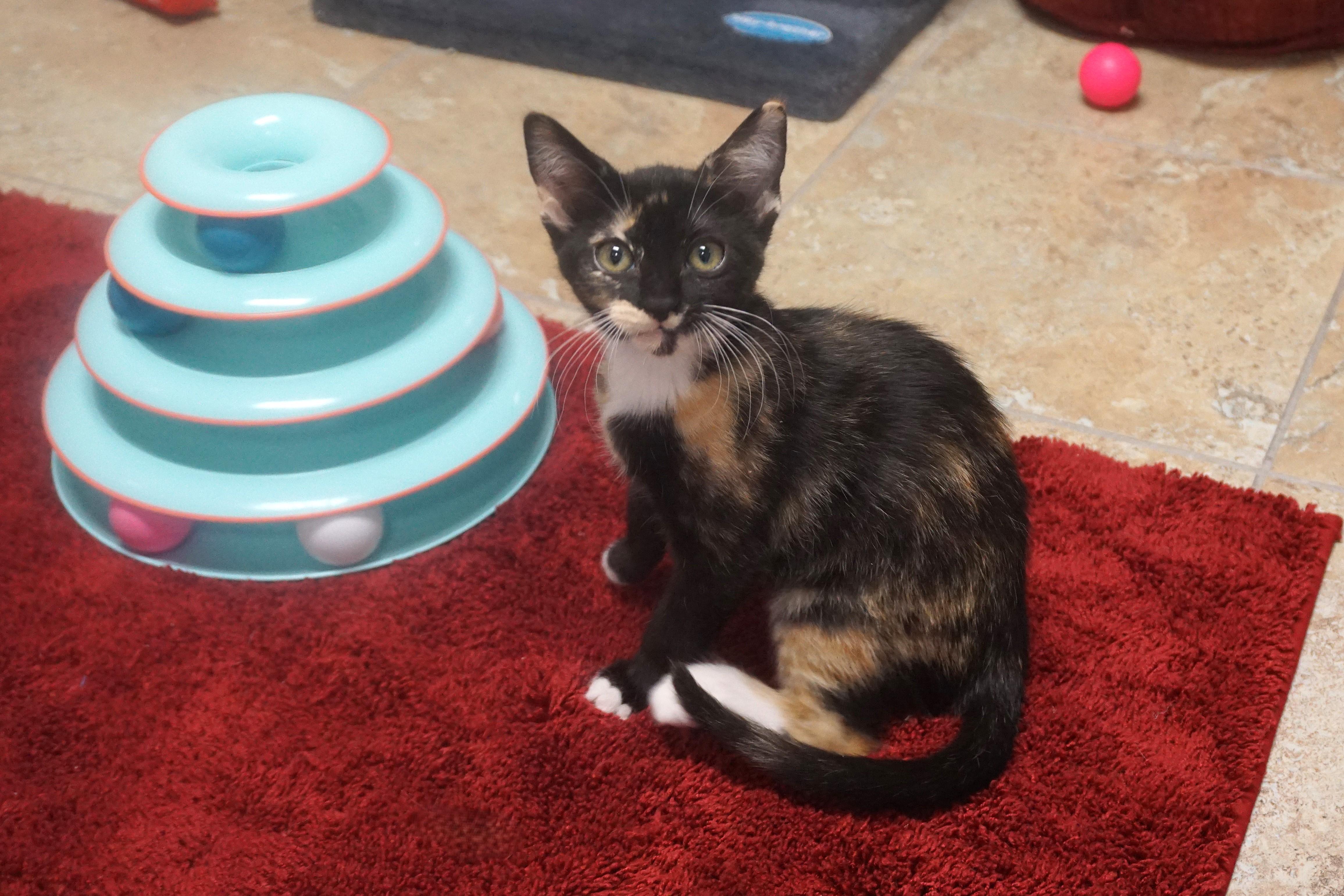 Enlarge Sinclair, an adopted Domestic Short Hair in Fountain Hills, AZ image 3/5