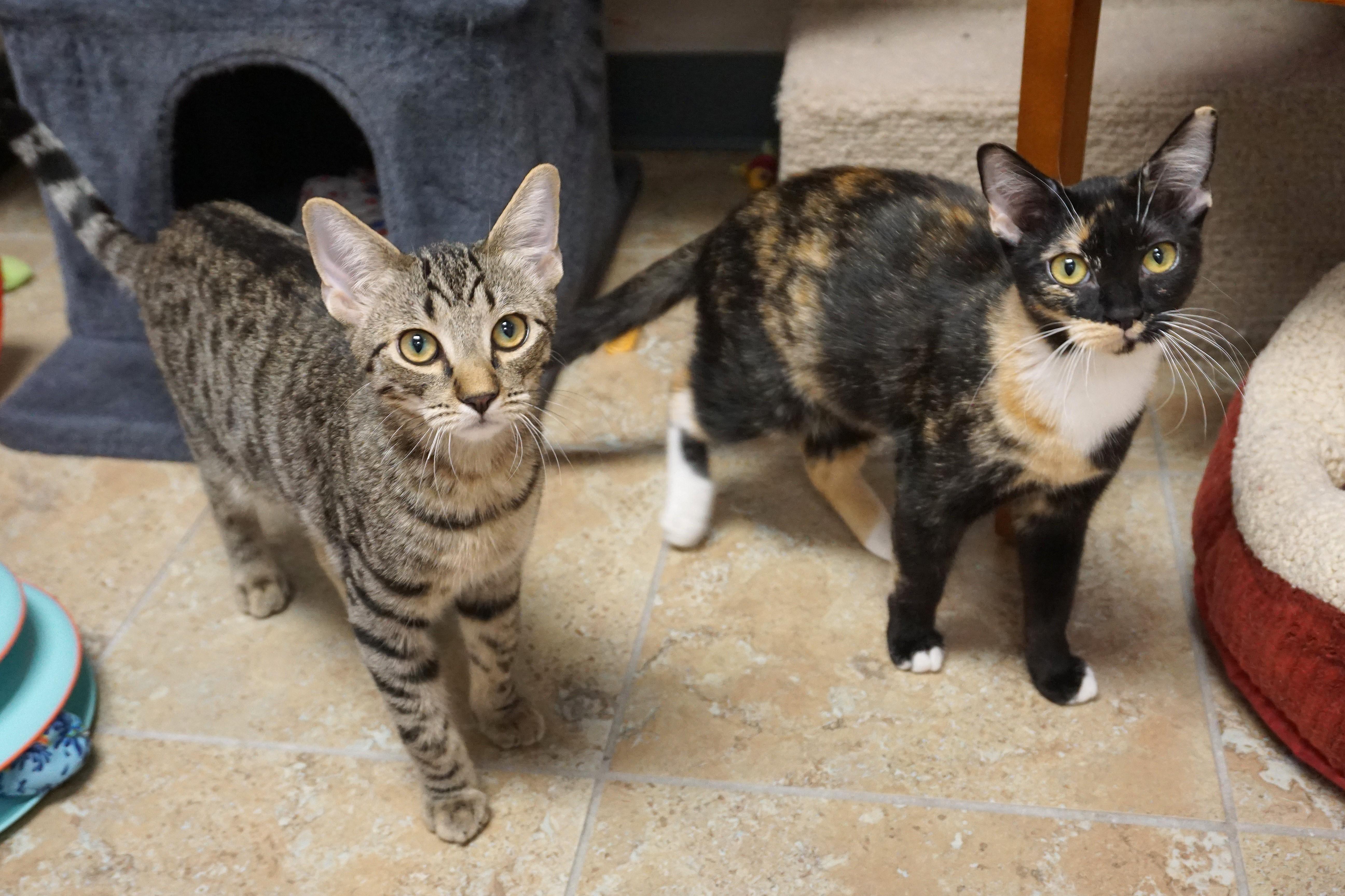 Enlarge Sinclair, an adopted Domestic Short Hair in Fountain Hills, AZ image 5/5