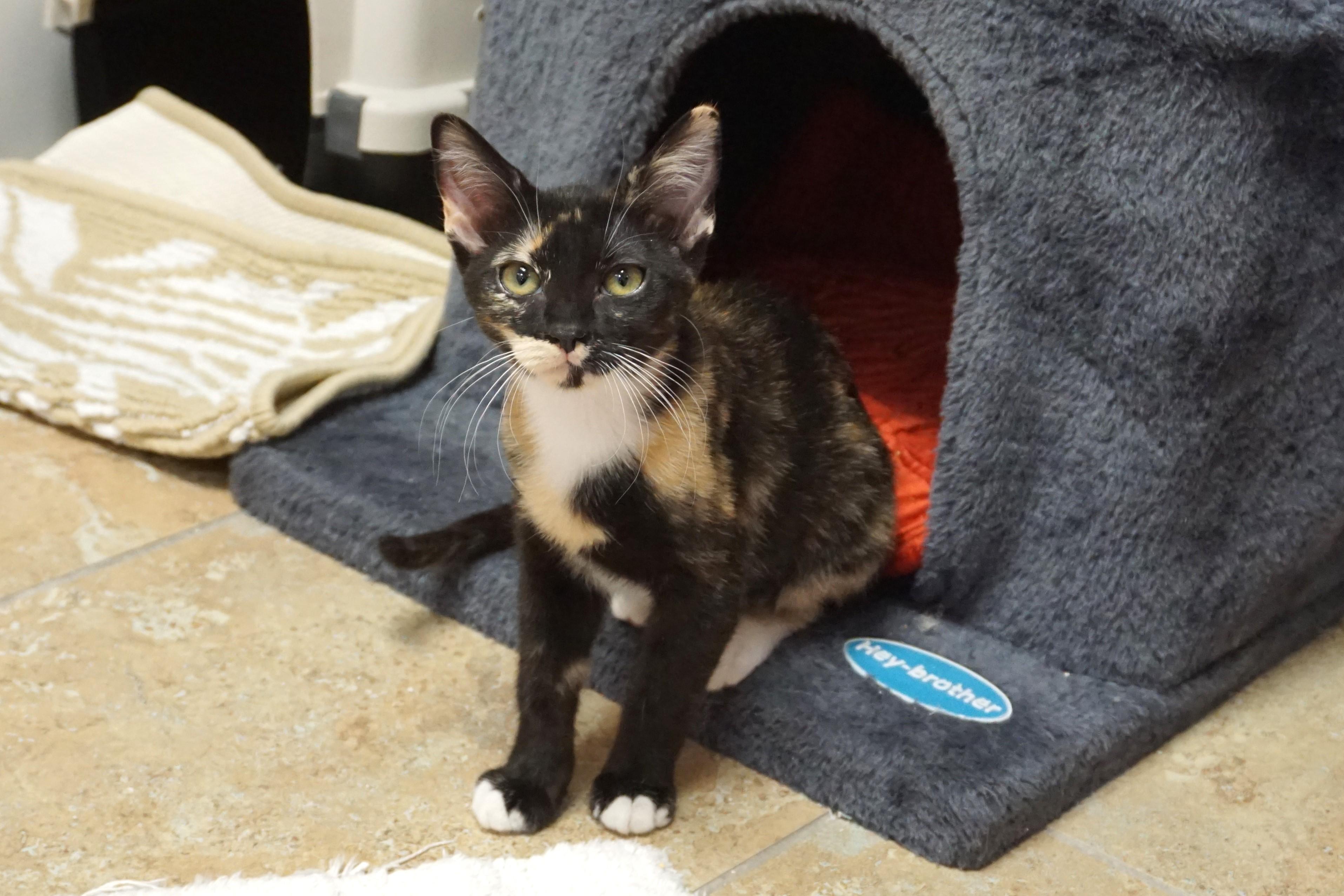 Enlarge Sinclair, an adopted Domestic Short Hair in Fountain Hills, AZ image 4/5