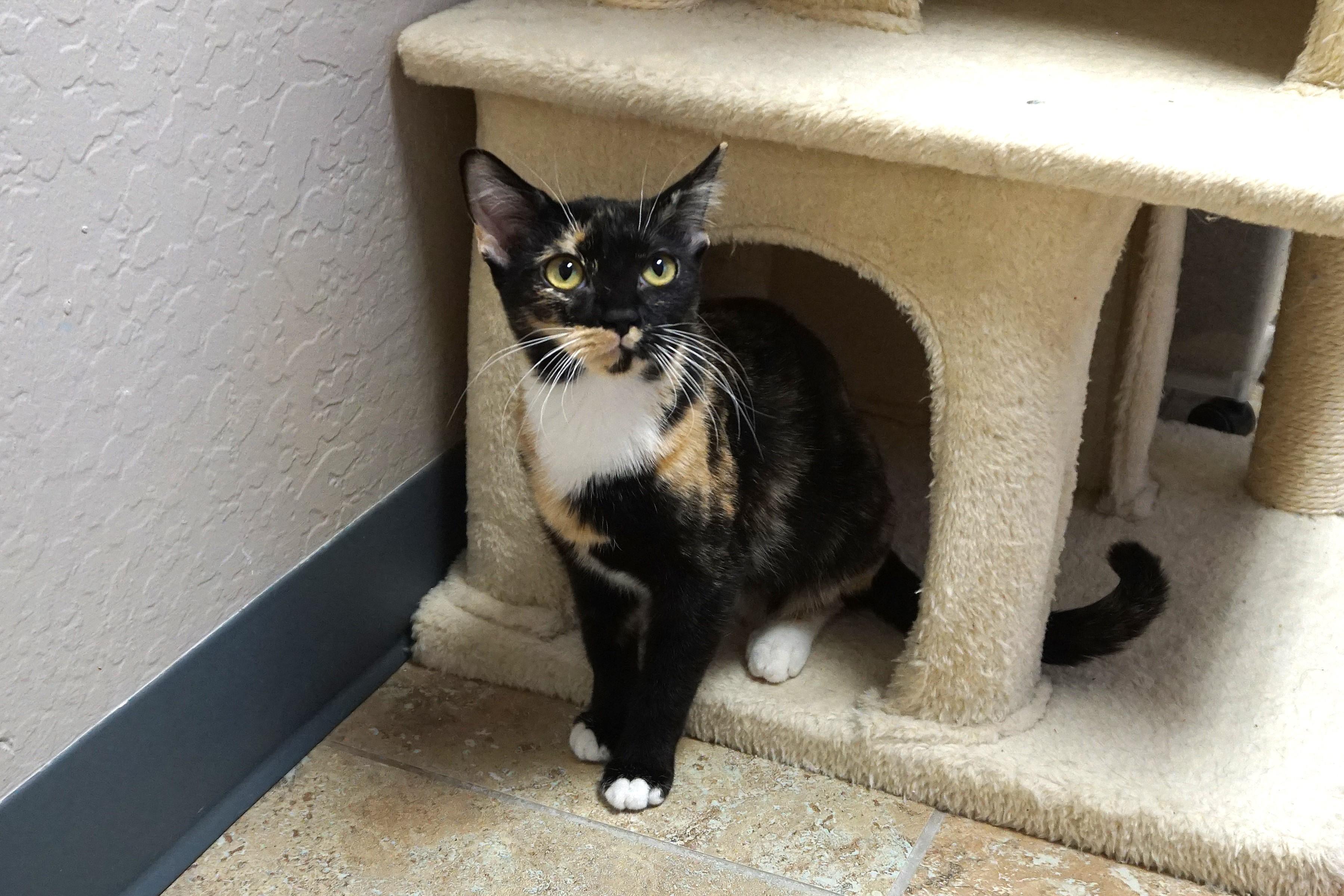 Enlarge Sinclair, an adopted Domestic Short Hair in Fountain Hills, AZ image 2/5