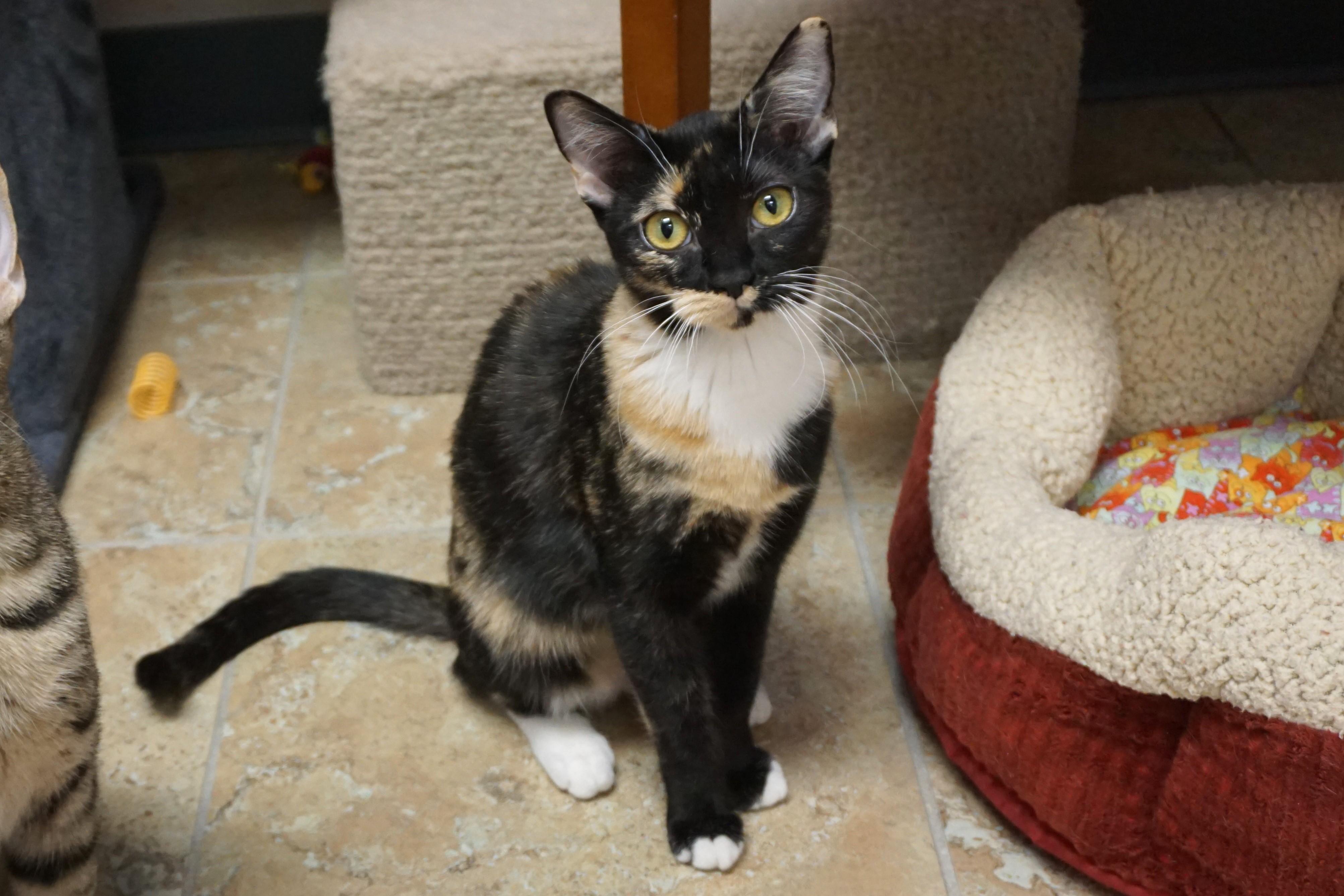 Enlarge Sinclair, an adopted Domestic Short Hair in Fountain Hills, AZ image 1/5