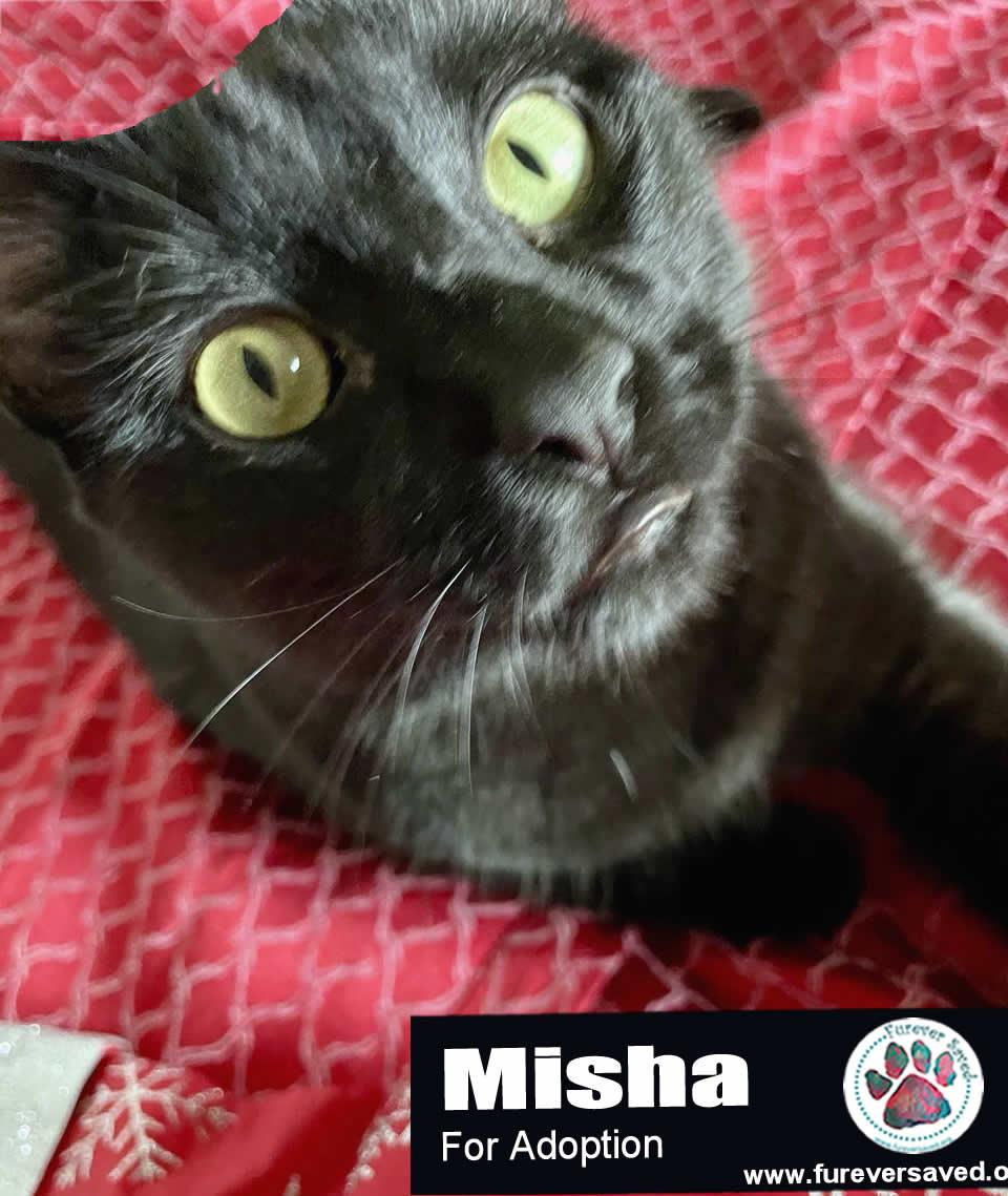 Enlarge Misha, an adopted Domestic Short Hair in Miami, FL image 2/6