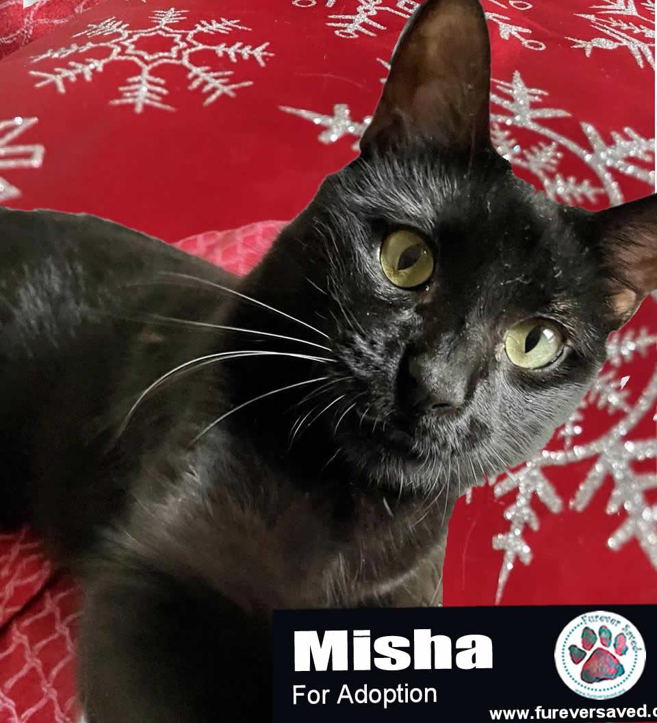 Enlarge Misha, an adopted Domestic Short Hair in Miami, FL image 6/6