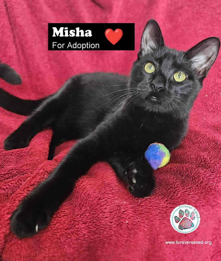 Enlarge Misha, an adopted Domestic Short Hair in Miami, FL image 3/6