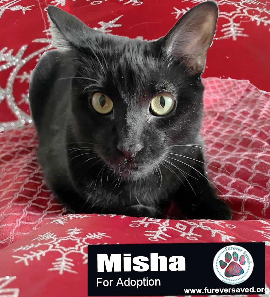 Enlarge Misha, an adopted Domestic Short Hair in Miami, FL image 4/6