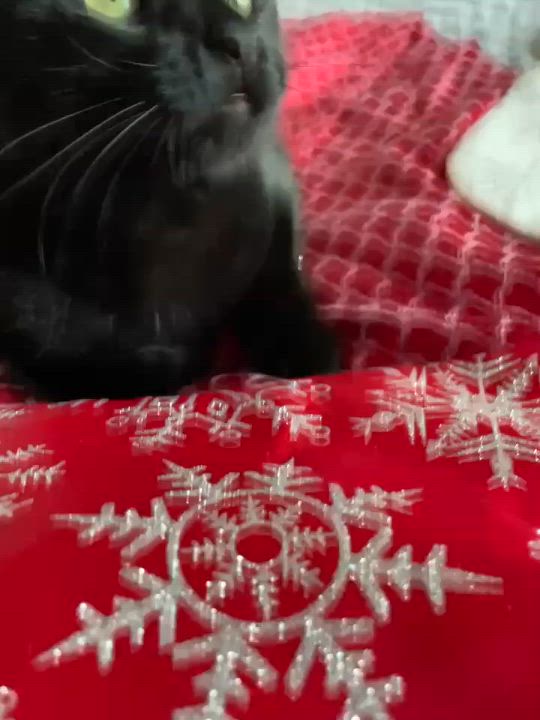 Enlarge Misha, an adopted Domestic Short Hair in Miami, FL video 5/6