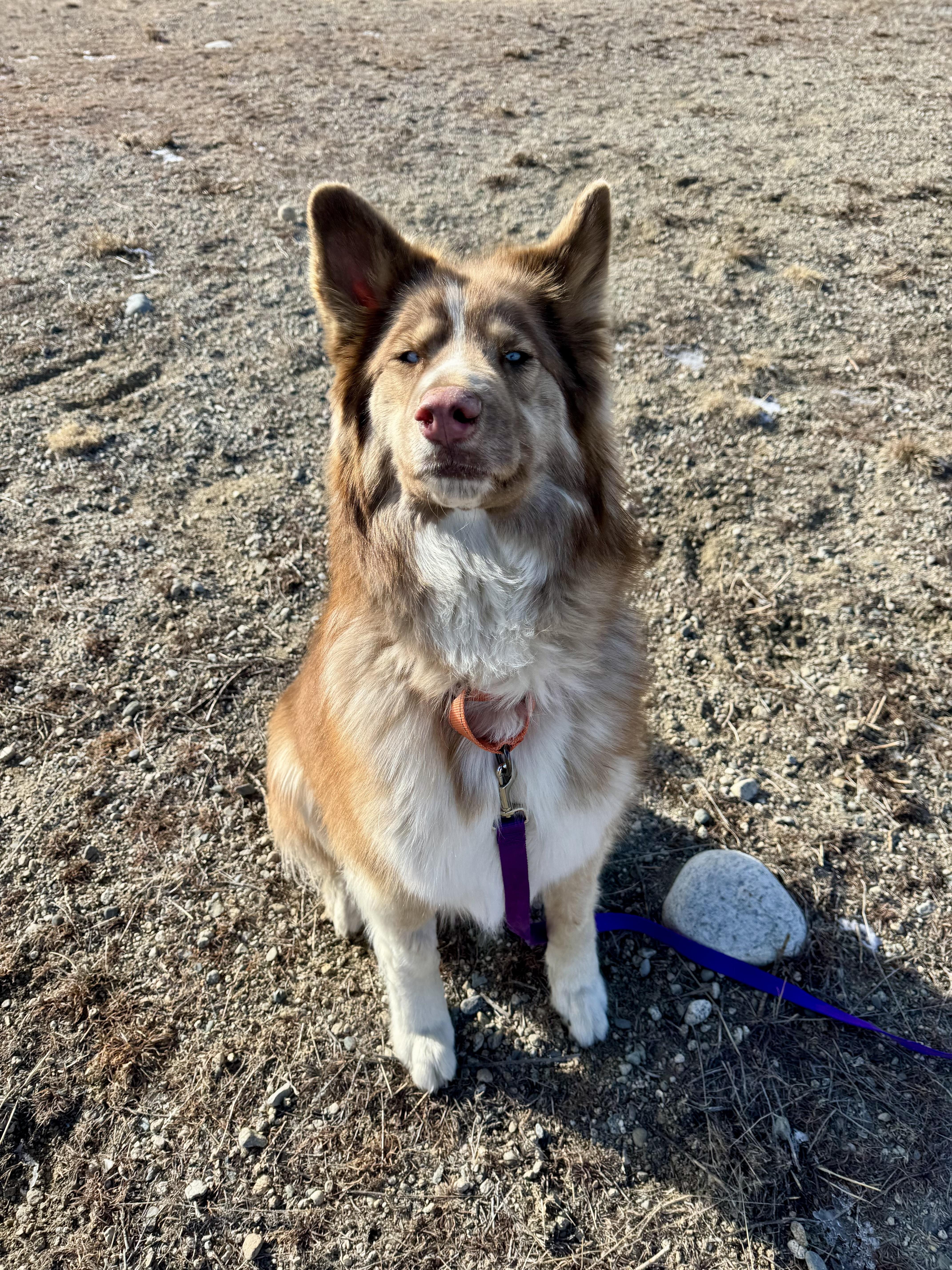 Luna, an adopted mixed breed in Buena Vista, CO image 3/4