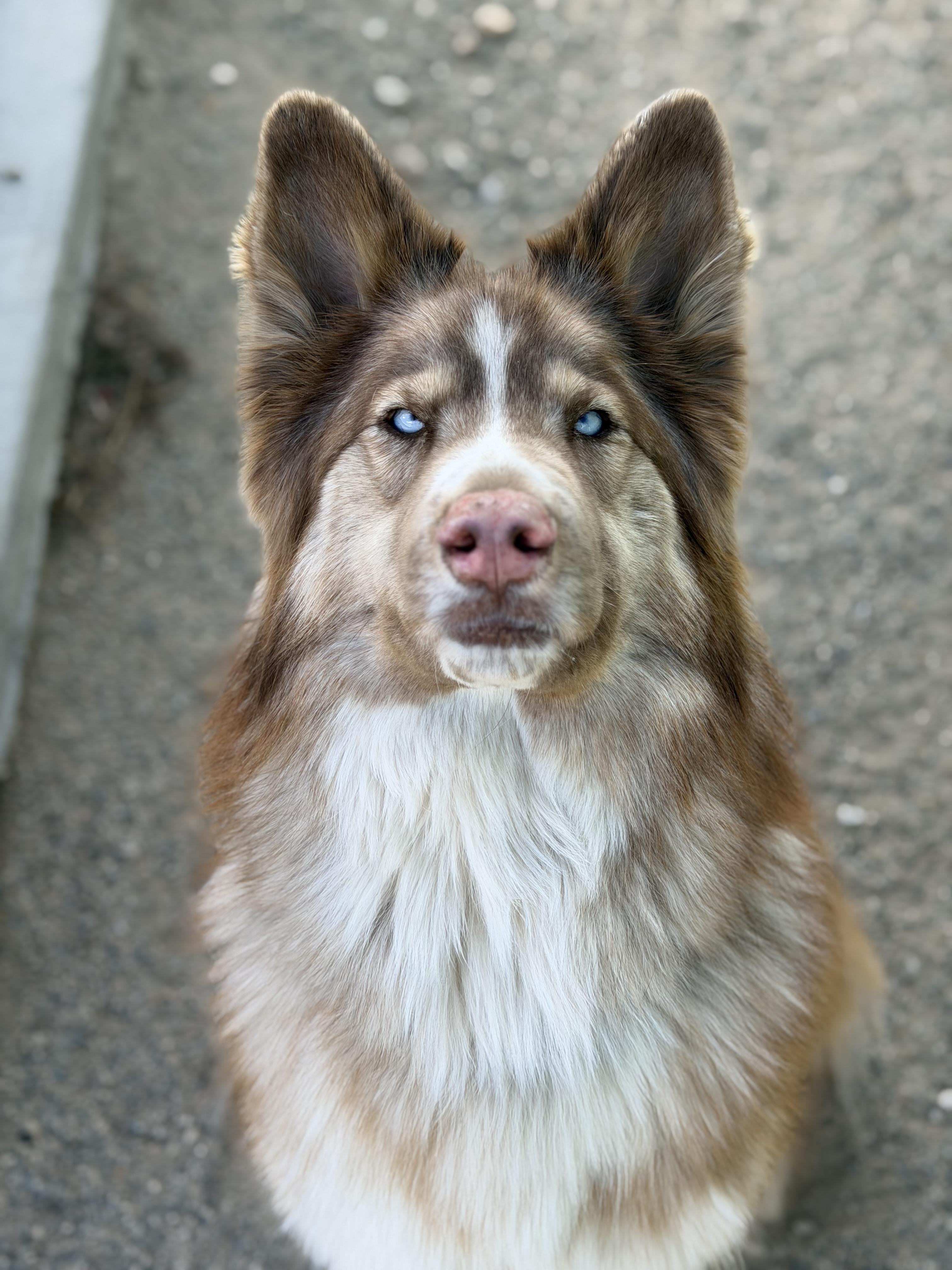 Luna, an adopted mixed breed in Buena Vista, CO image 4/4