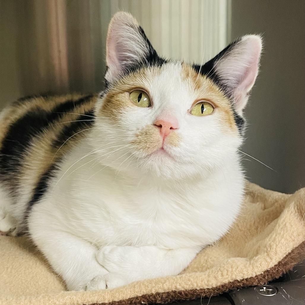 Dorothy, Adoptable, Adult Female Domestic Short Hair.