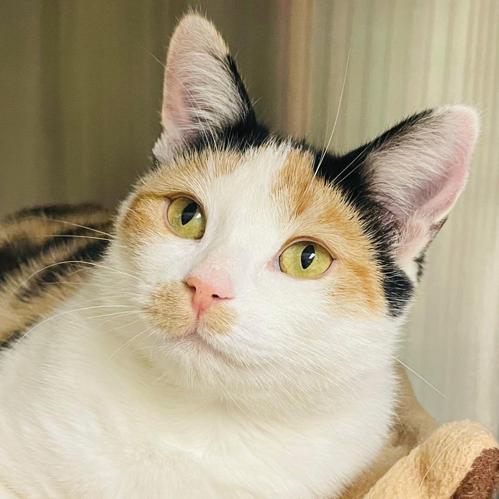 Dorothy, a Adoptable Domestic Short Hair in Columbia Station, OH image 2/6