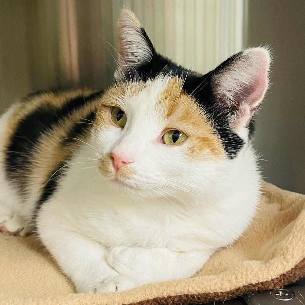 Dorothy, a Adoptable Domestic Short Hair in Columbia Station, OH image 3/6