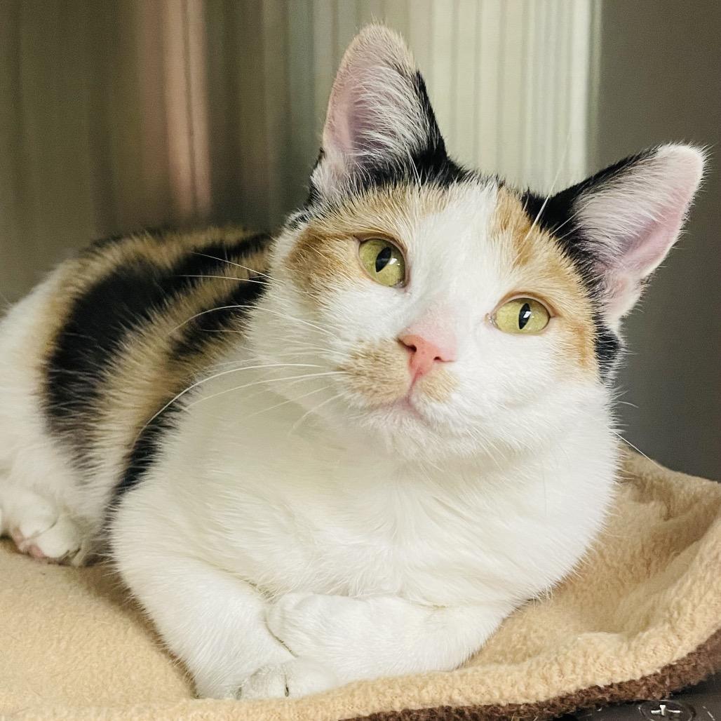 Dorothy, a Adoptable Domestic Short Hair in Columbia Station, OH image 4/6