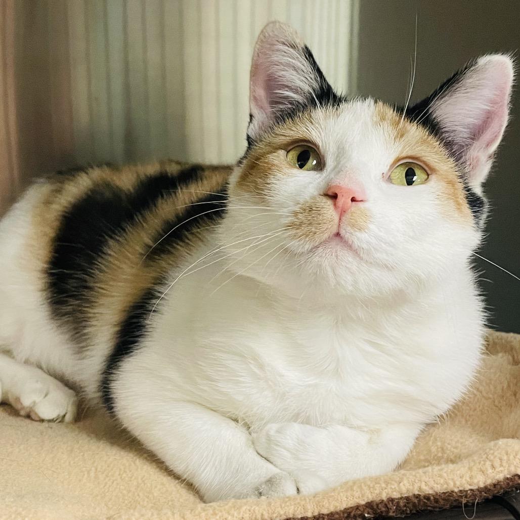 Dorothy, a Adoptable Domestic Short Hair in Columbia Station, OH image 5/6