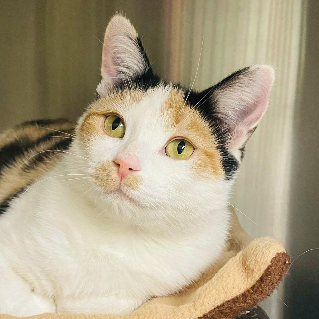 Dorothy, a Adoptable Domestic Short Hair in Columbia Station, OH image 6/6