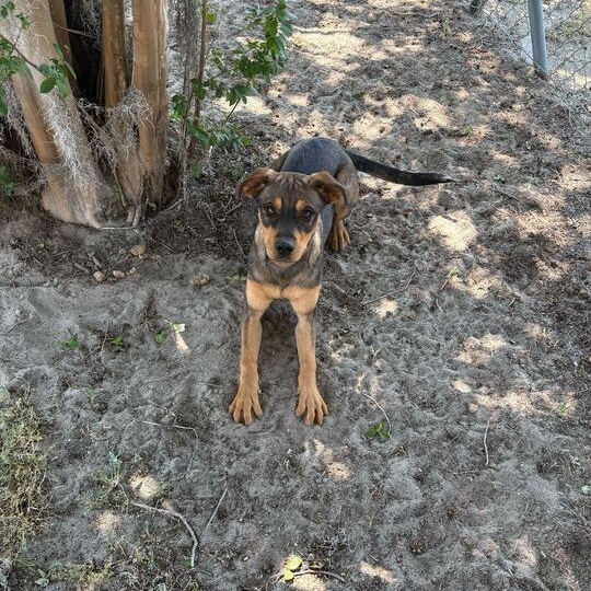 Enlarge Dewdrop, a ADOPTABLE mixed breed in Valdosta, GA image 3/3