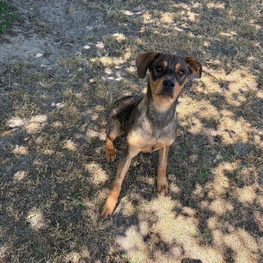 Enlarge Dewdrop, a ADOPTABLE mixed breed in Valdosta, GA image 1/3