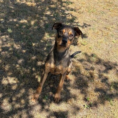 Enlarge Dewdrop, a ADOPTABLE mixed breed in Valdosta, GA image 2/3