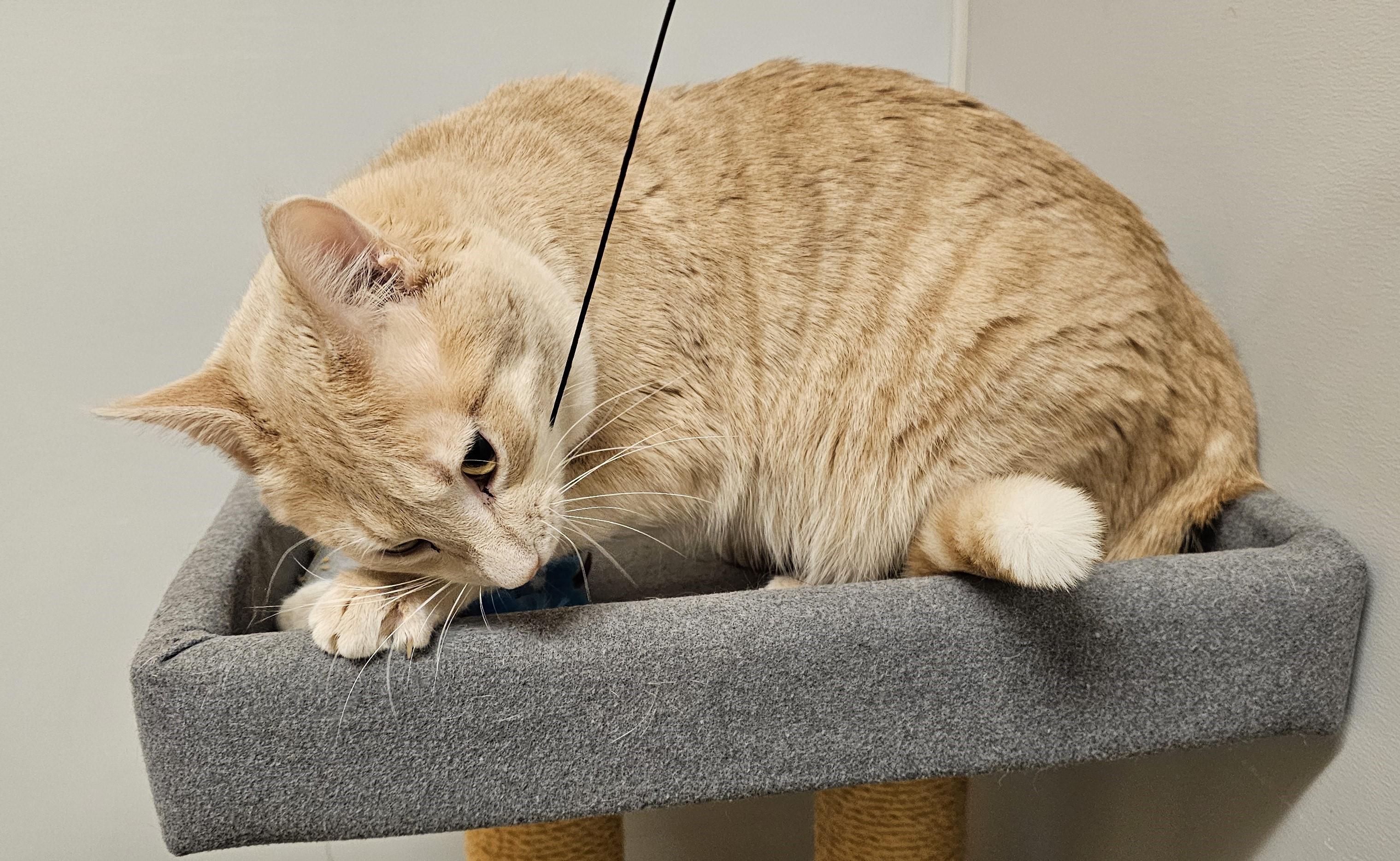 Rock Steady — thumbnail 2