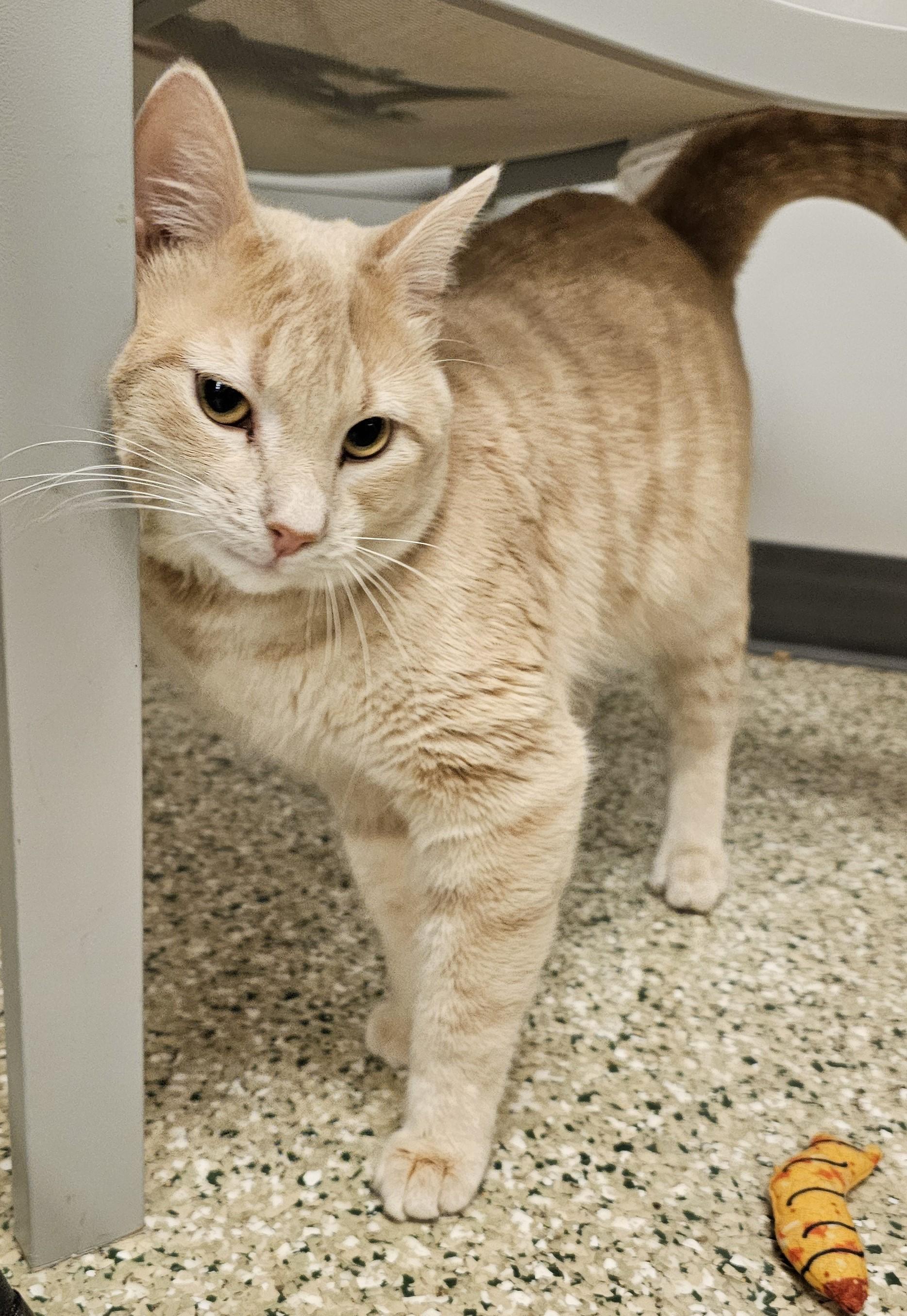 Rock Steady — thumbnail 3