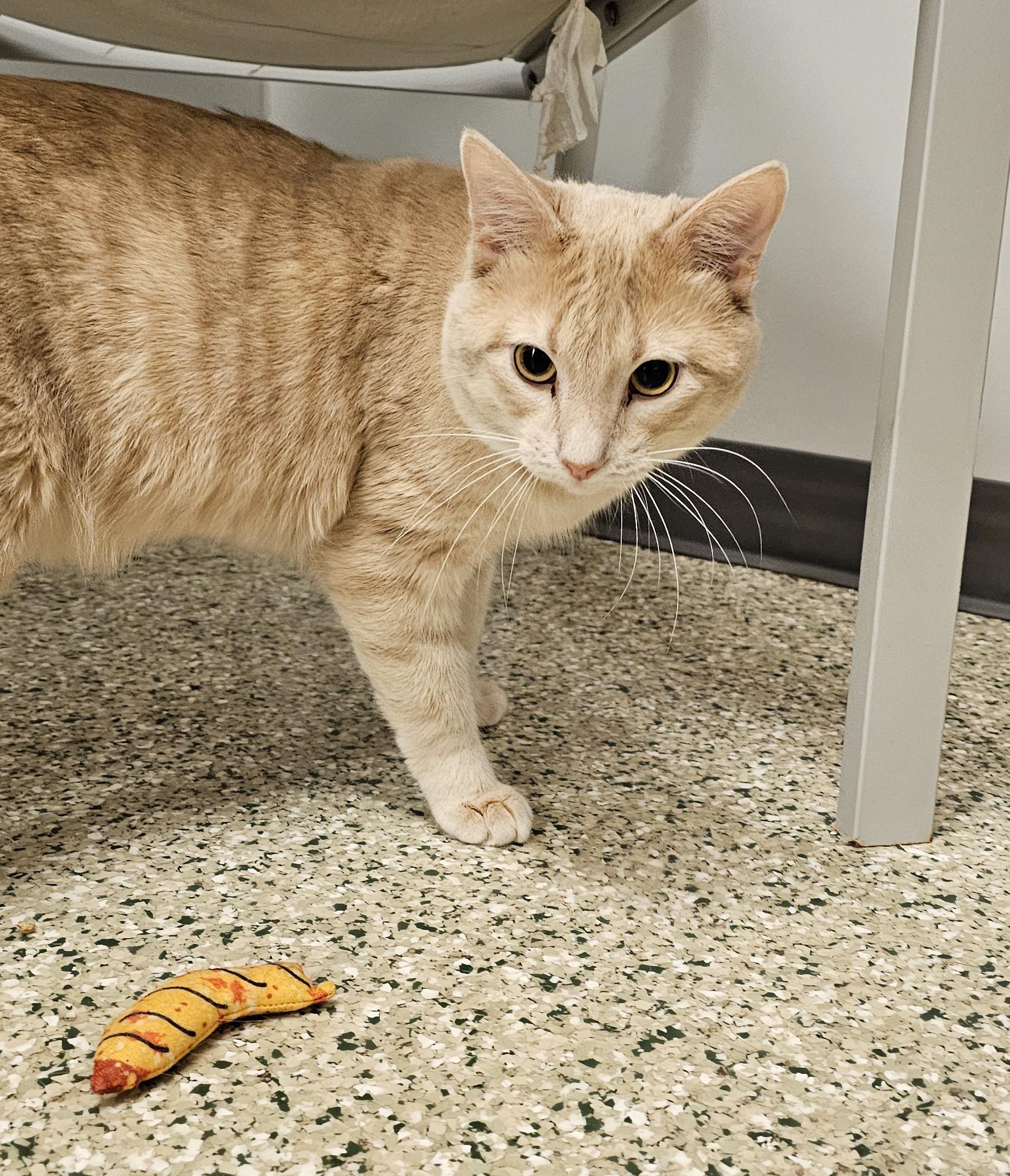 Rock Steady — thumbnail 5