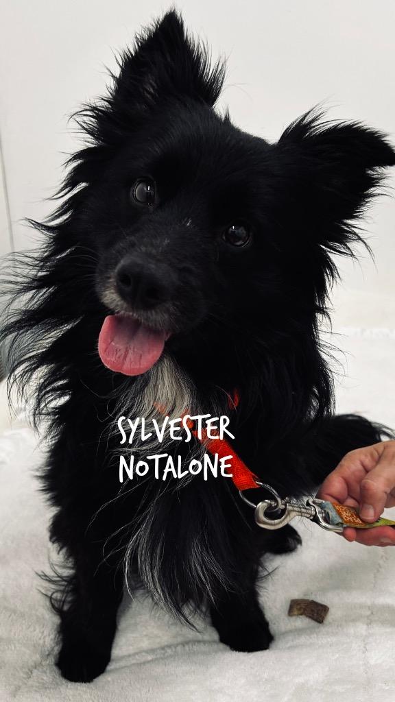 Sylvester Notalone, Adoptable, Adult Male Schipperke.