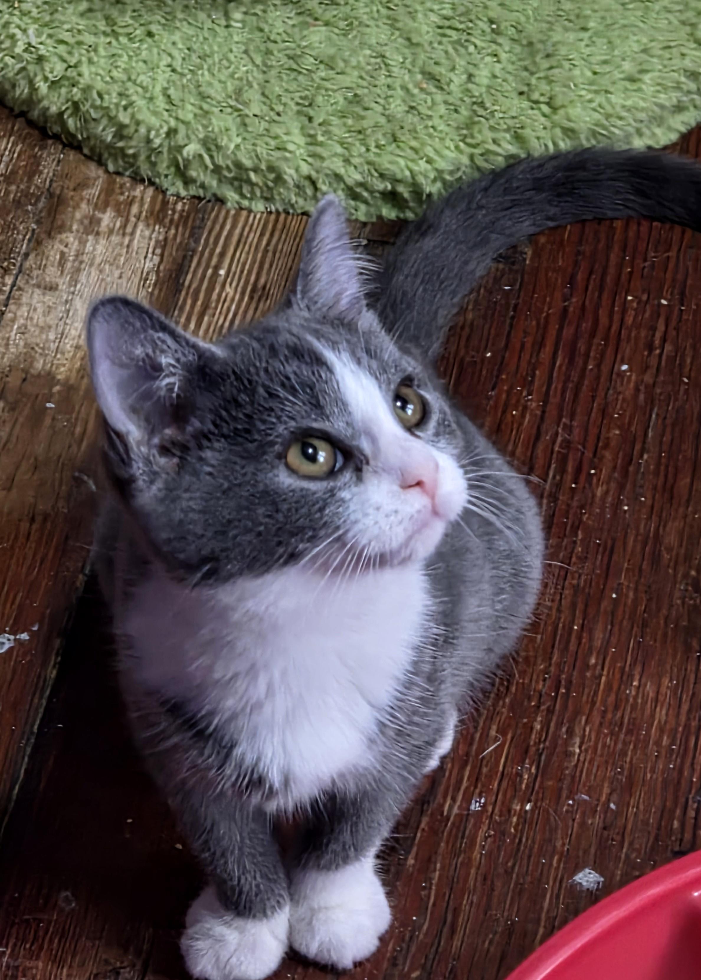 Traci, ADOPTABLE, Kitten Female Domestic Short Hair.