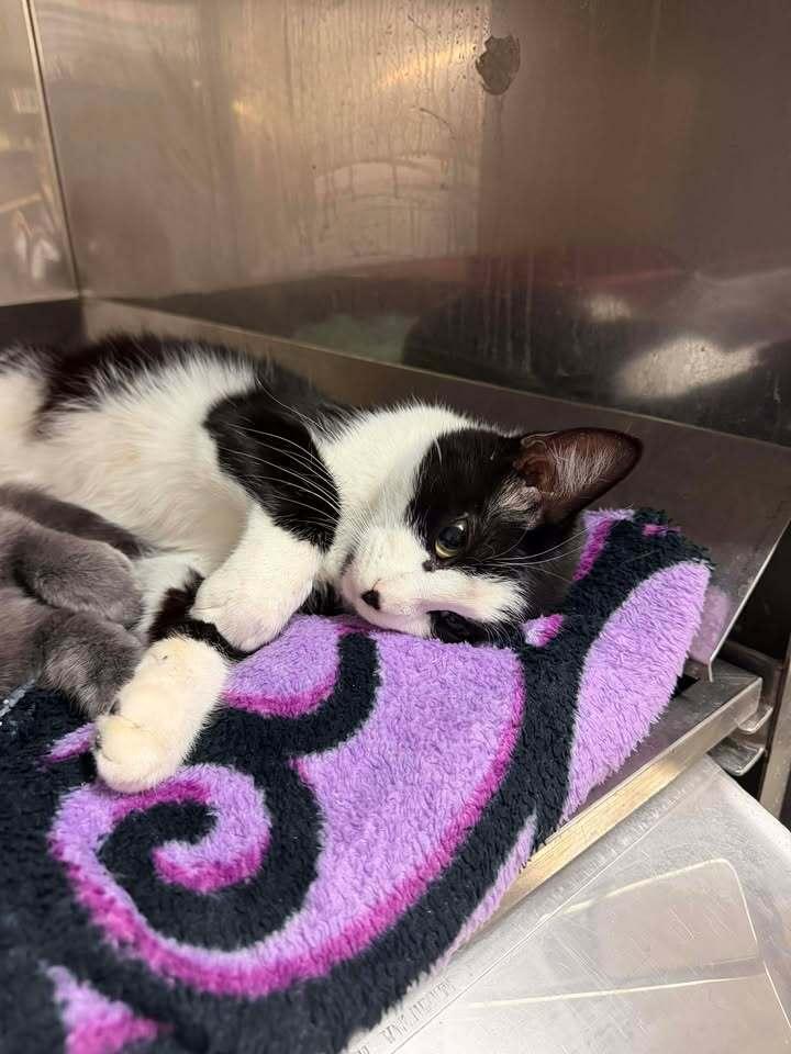 Enlarge Tava, a ADOPTABLE Tuxedo in Blair, NE image 1/3