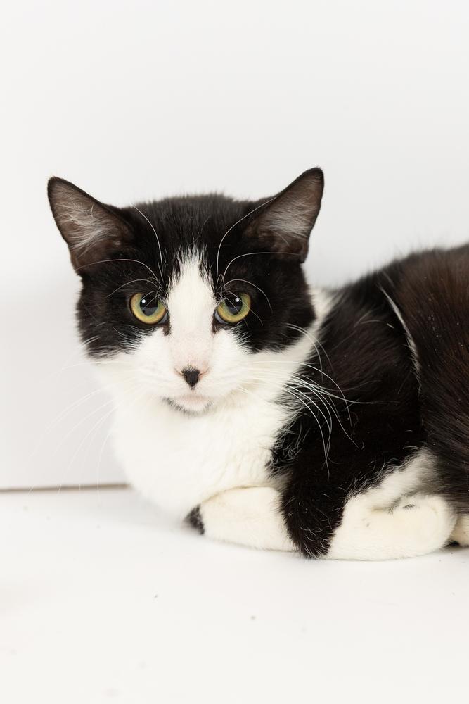Enlarge Tava, a ADOPTABLE Tuxedo in Blair, NE image 3/3