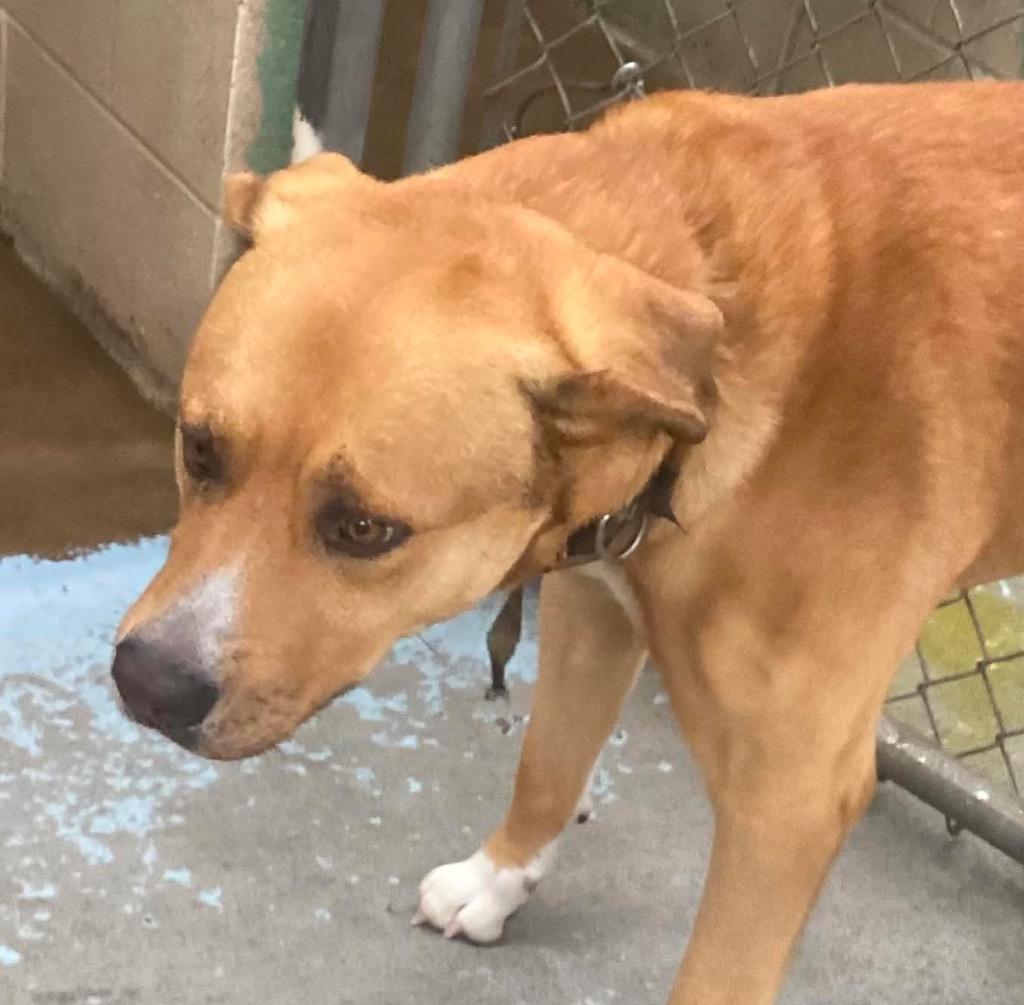 Enlarge Jack, a Adoptable mixed breed in Beebe, AR image 1/1