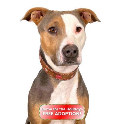 Enlarge Lasagna, a Adoptable mixed breed in Reno, NV image 1/1