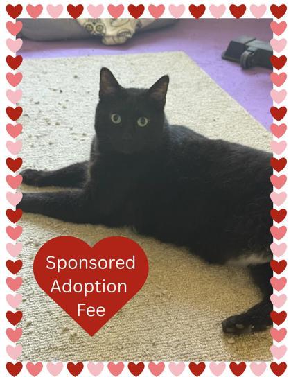 Tux, a Adoptable Domestic Short Hair in Columbus, IN image 1/3