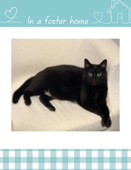 Tux, Adoptable, Adult Male Domestic Short Hair & Domestic Short Hair.
