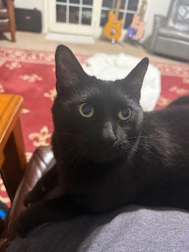 Tux, a Adoptable Domestic Short Hair in Columbus, IN image 3/3