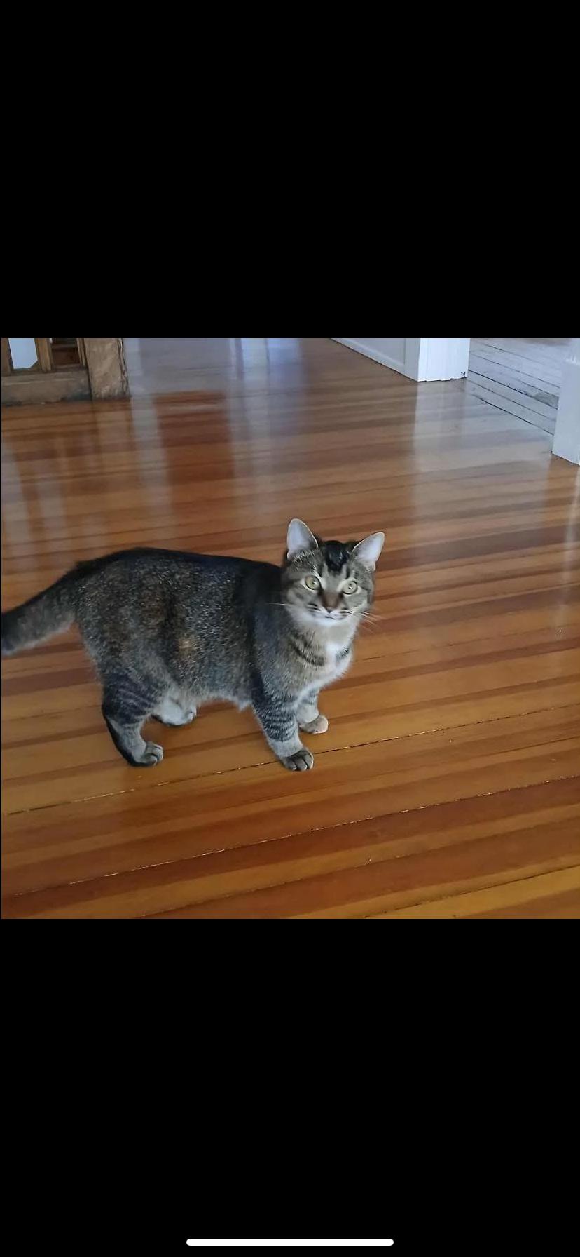 Jeano, ADOPTABLE, Young Female Domestic Short Hair.