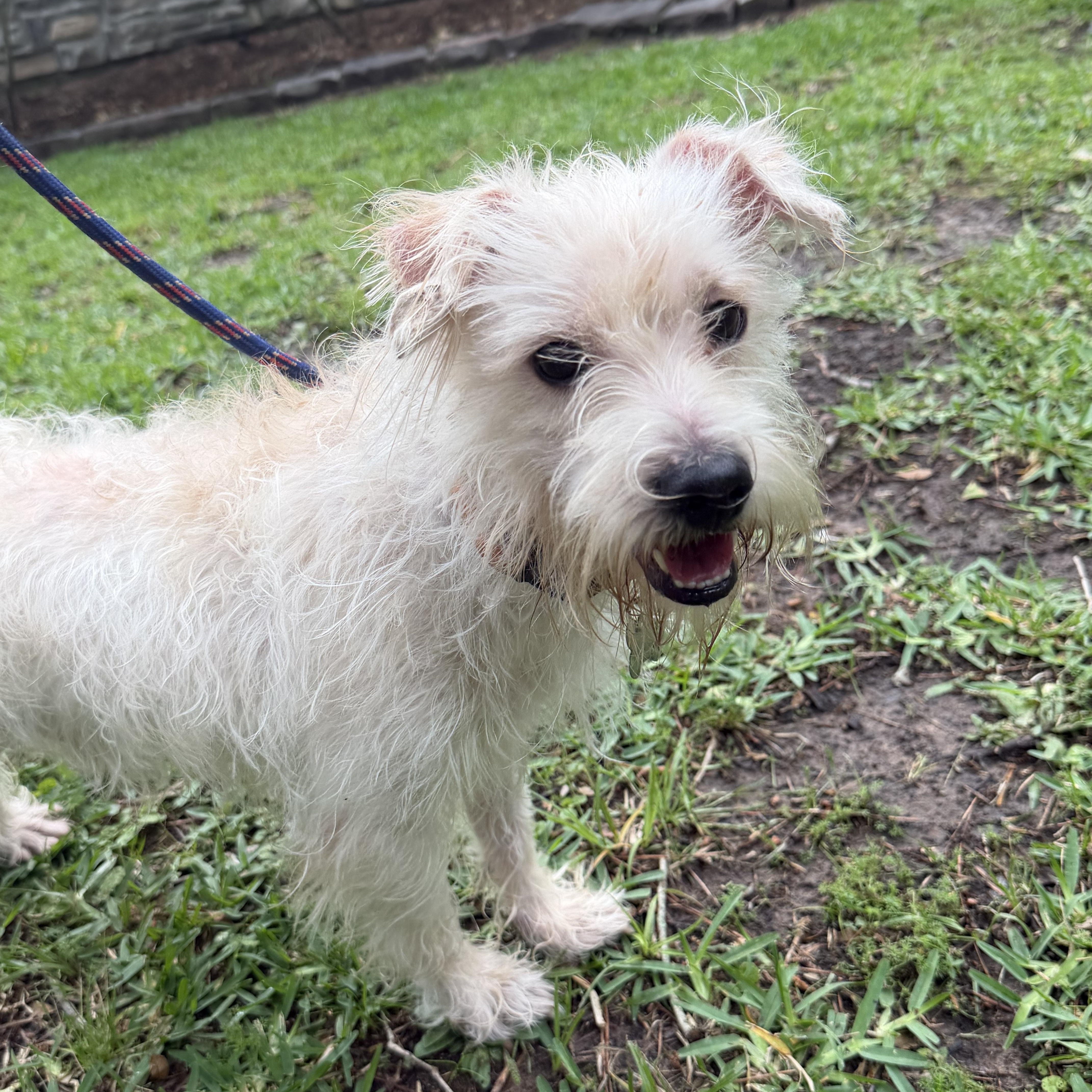 Enlarge Justin , a Adoptable mixed breed in Spring, TX image 1/3