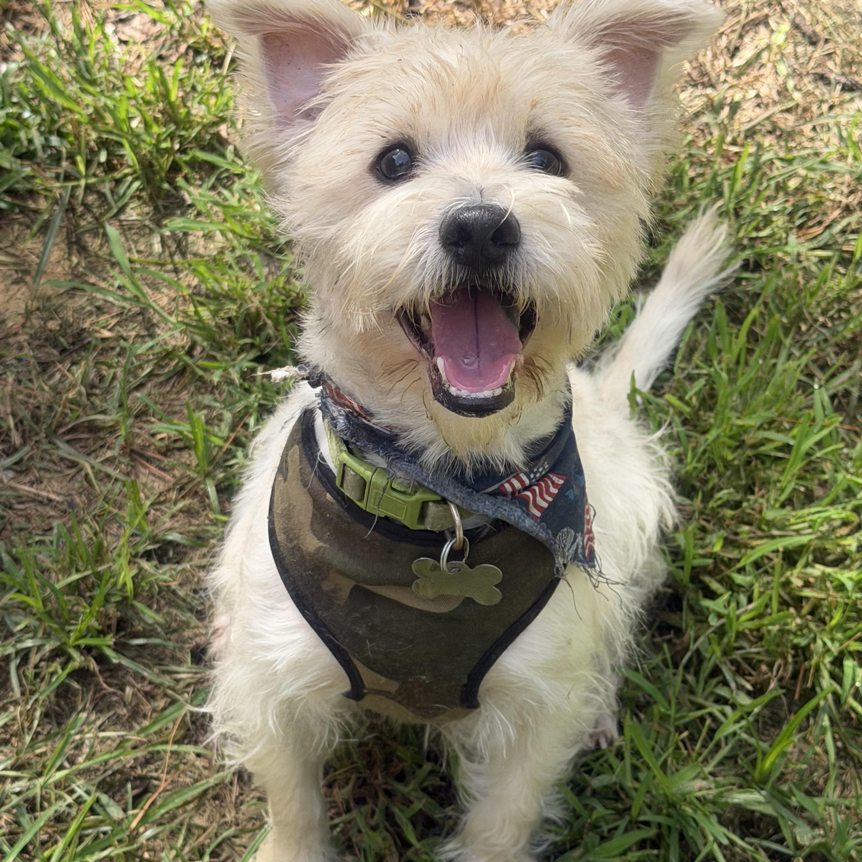 Justin , Adoptable, Adult Male West Highland White Terrier / Westie & Mixed Breed.