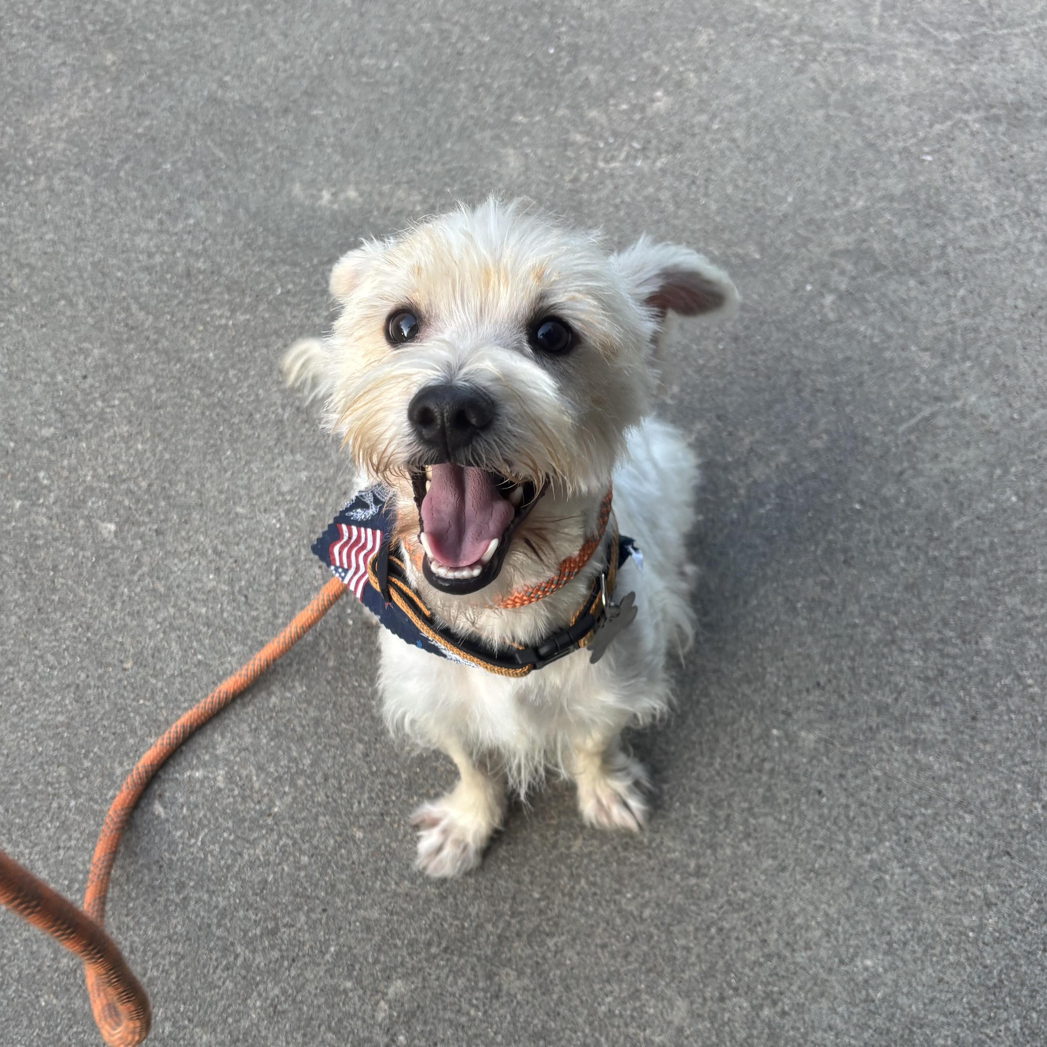 Enlarge Justin , a Adoptable mixed breed in Spring, TX image 2/6