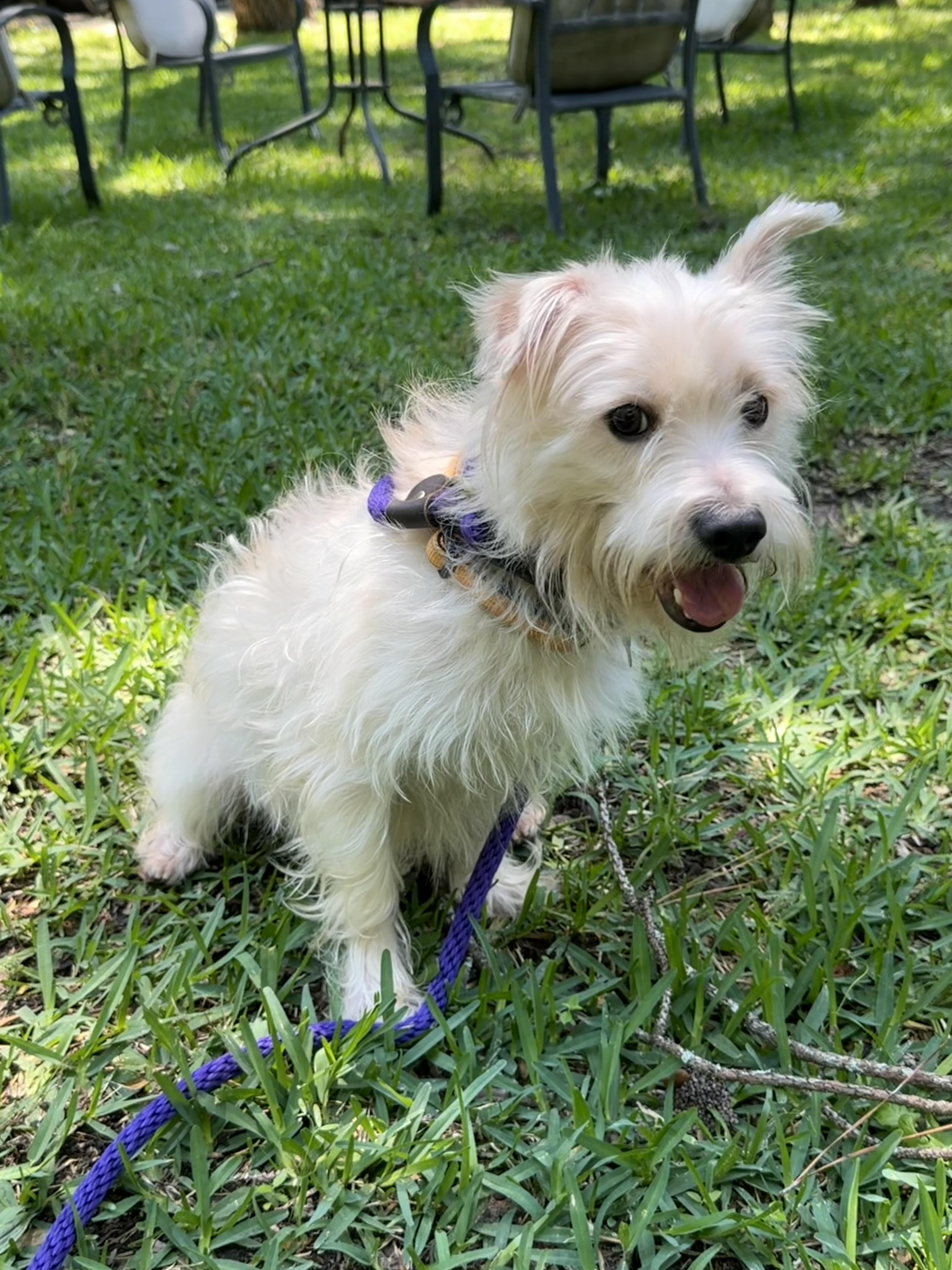 Enlarge Justin , a Adoptable mixed breed in Spring, TX image 2/3