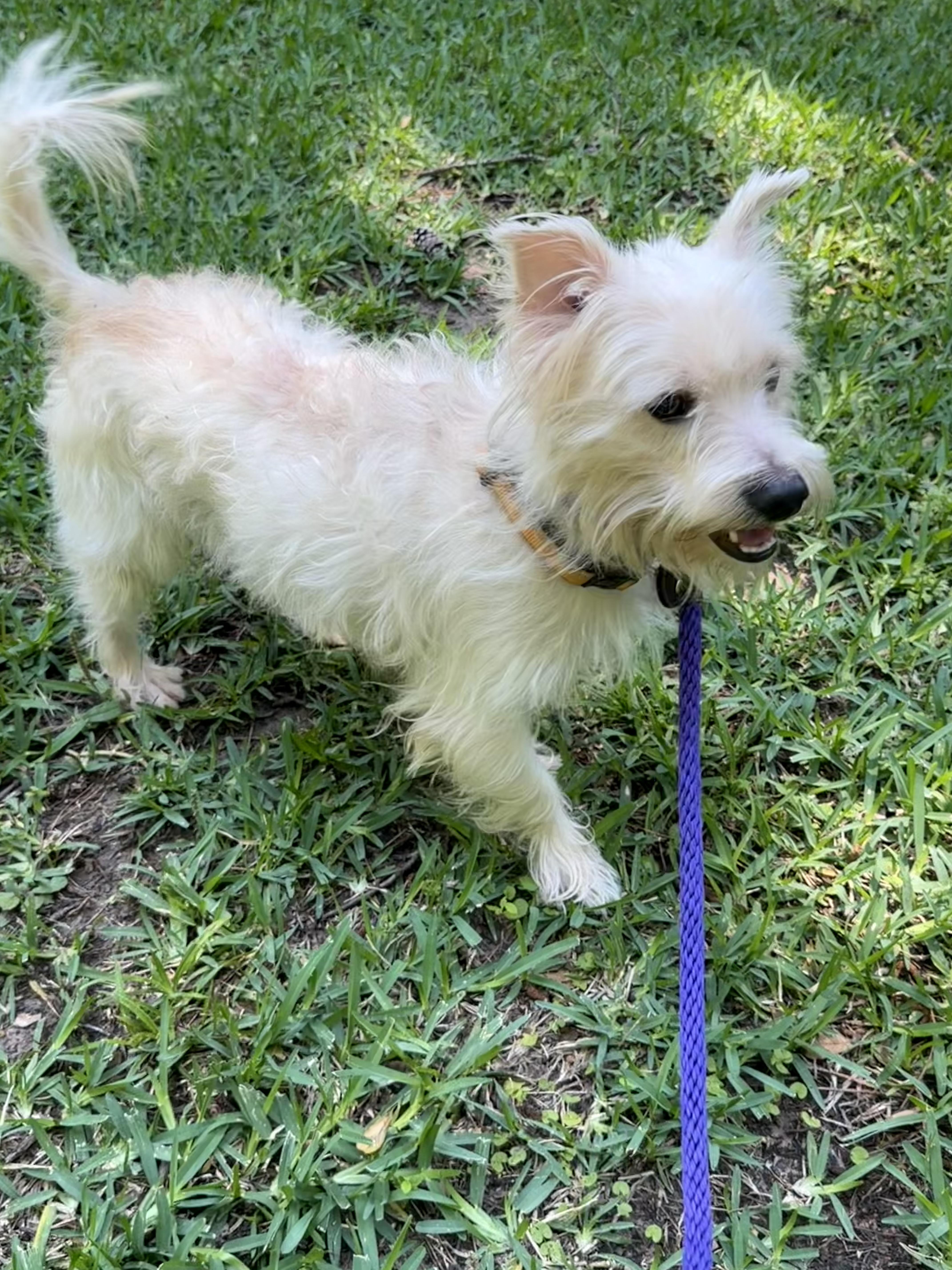 Enlarge Justin , a Adoptable mixed breed in Spring, TX image 3/3