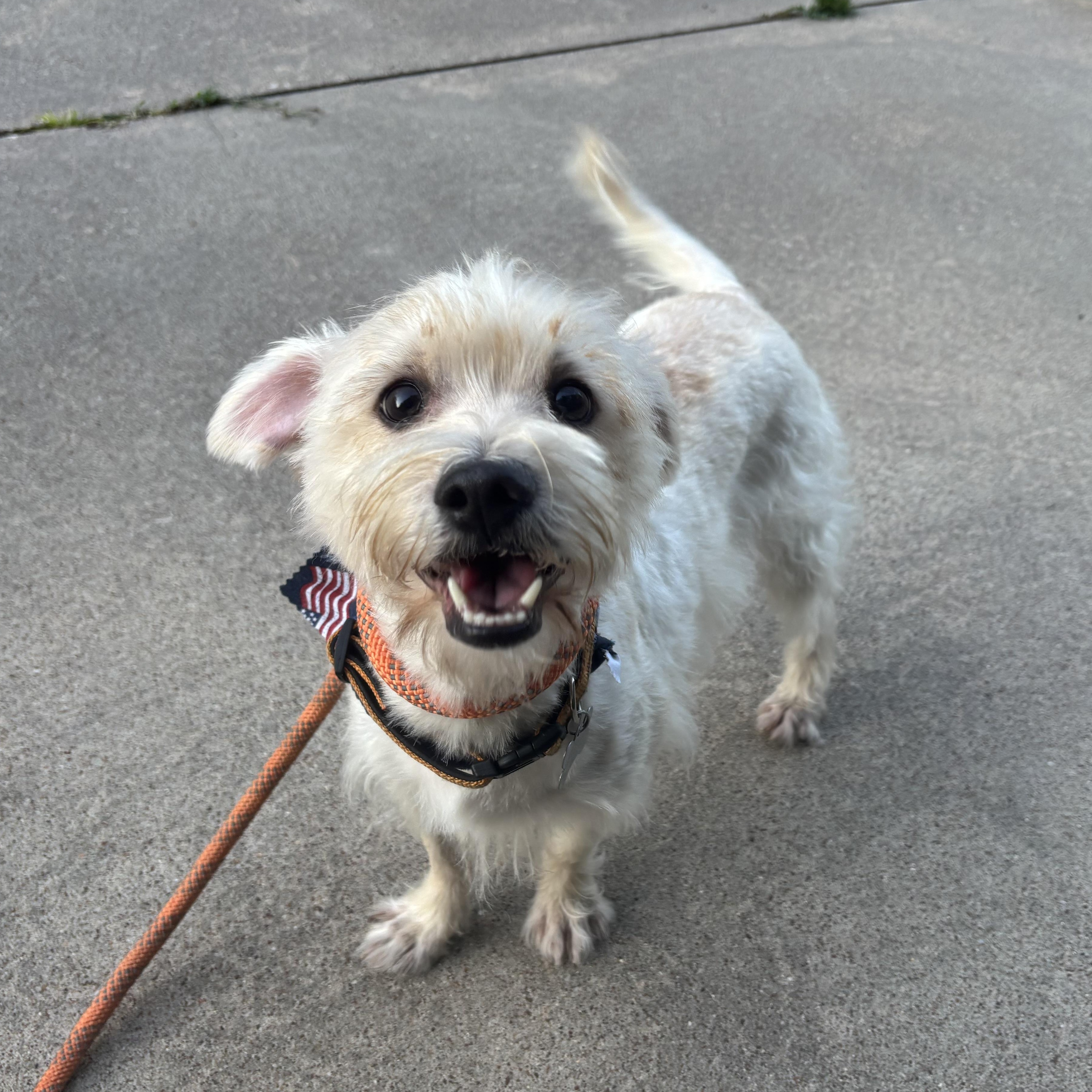 Enlarge Justin , a Adoptable mixed breed in Spring, TX image 3/6