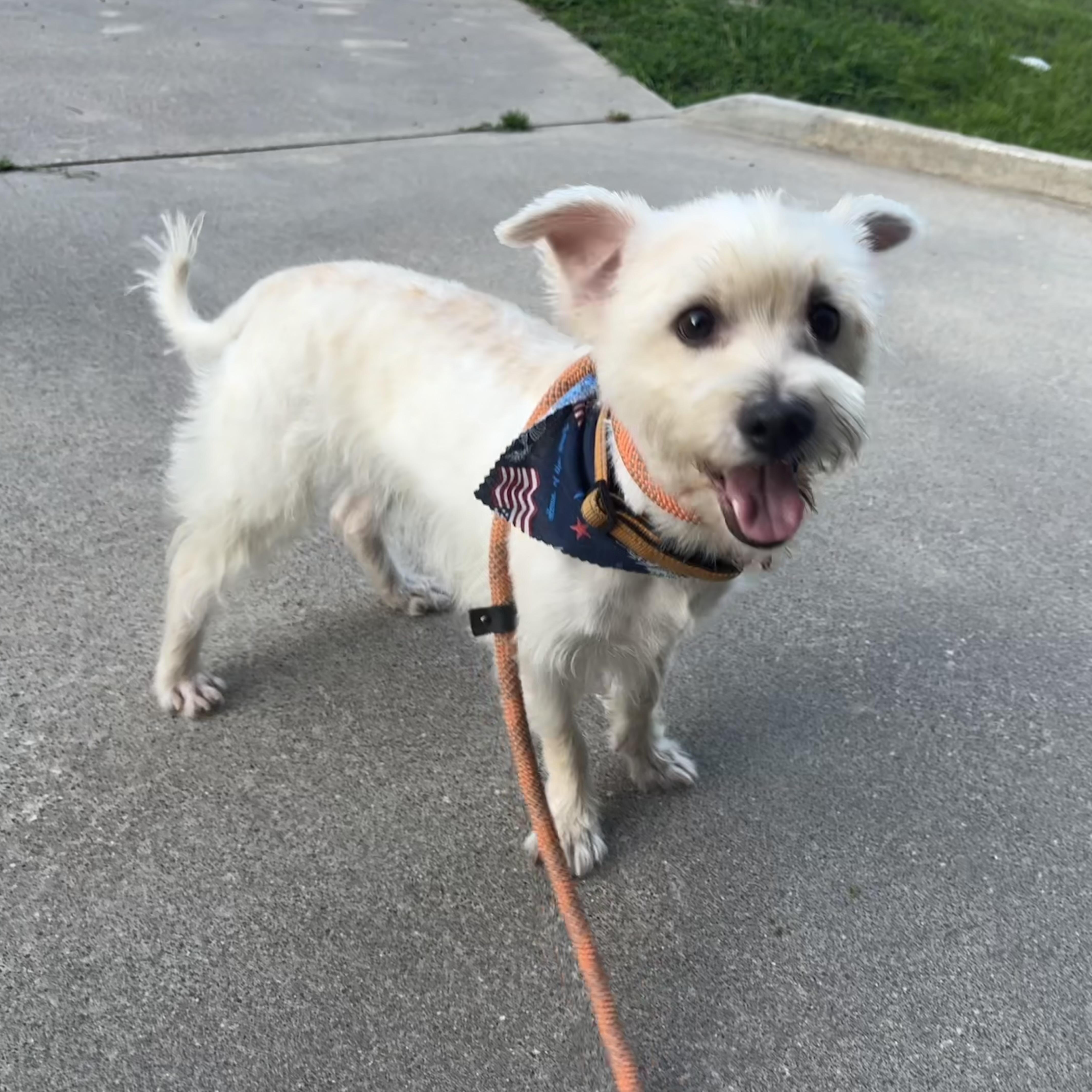 Enlarge Justin , a Adoptable mixed breed in Spring, TX image 1/6