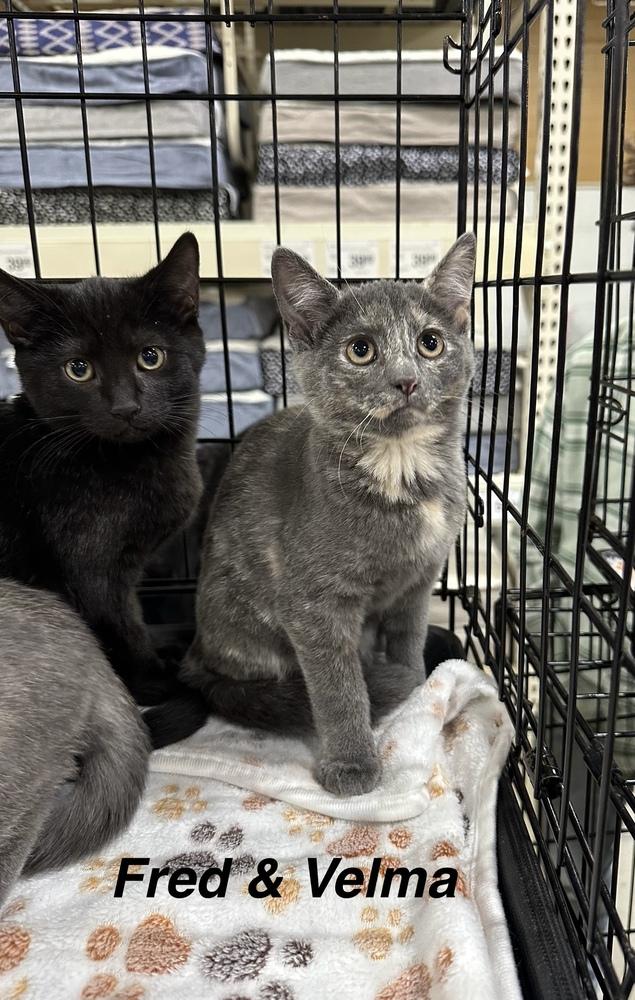 Enlarge ScoobyFam : Velma, a Adoptable Domestic Short Hair in Aurora, IN image 1/4